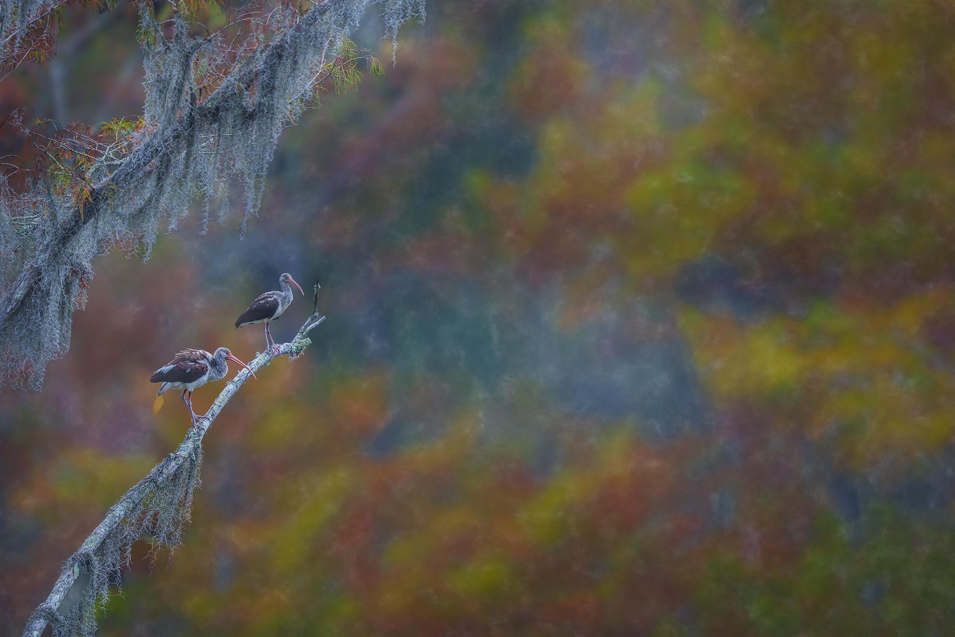 ibis and spanish moss Atchafalaya Basin