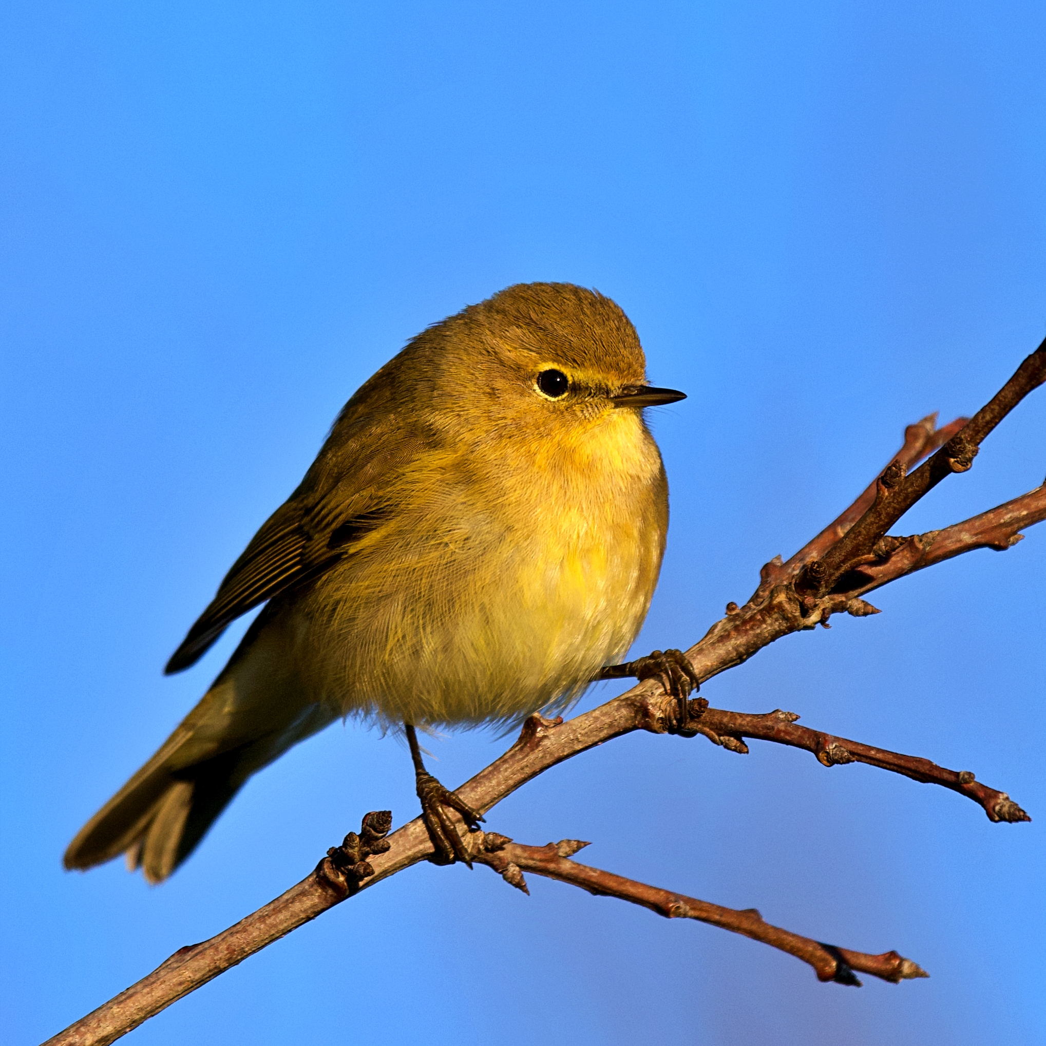 Piumino paffutello di 8gr