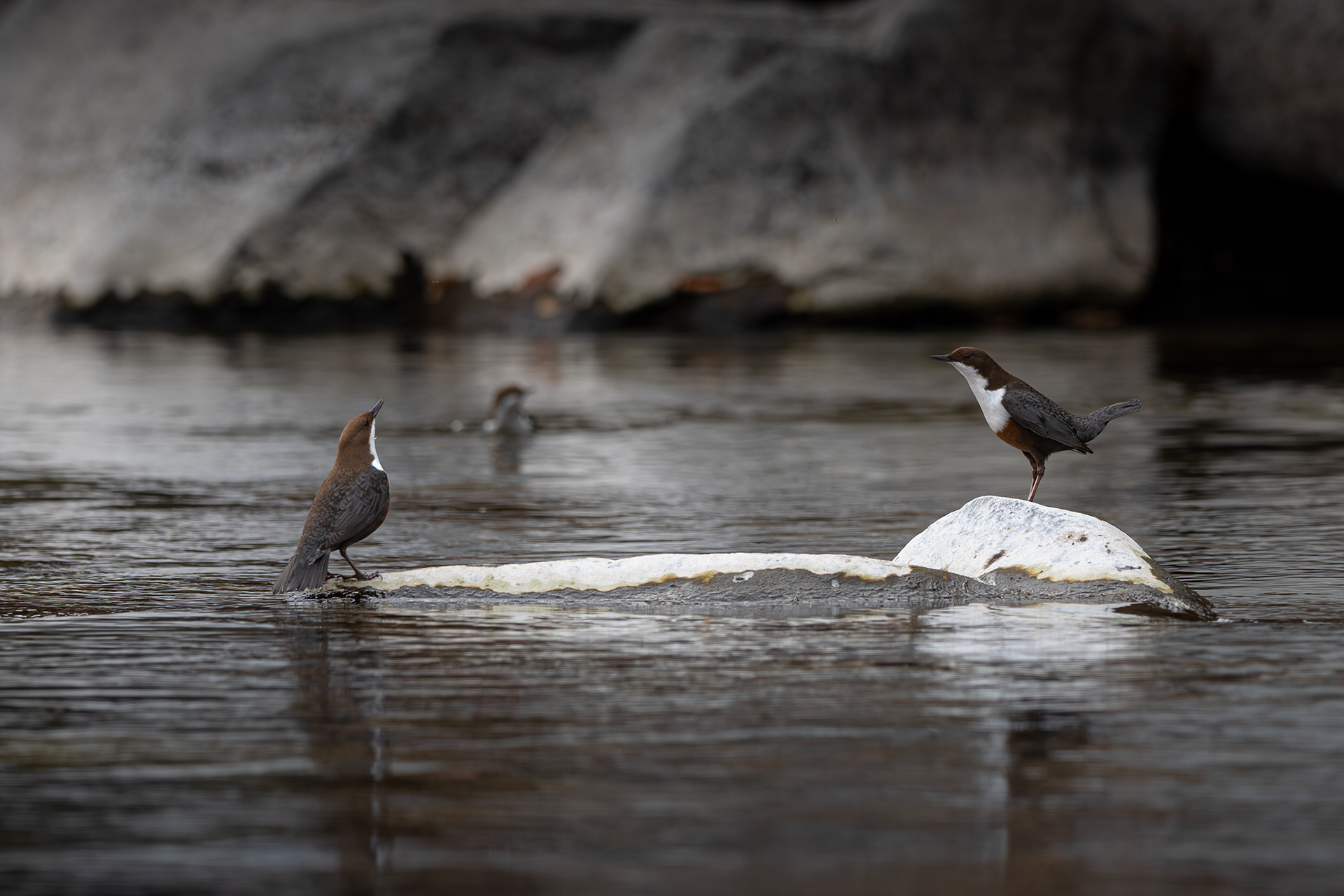 Discussion between dippers