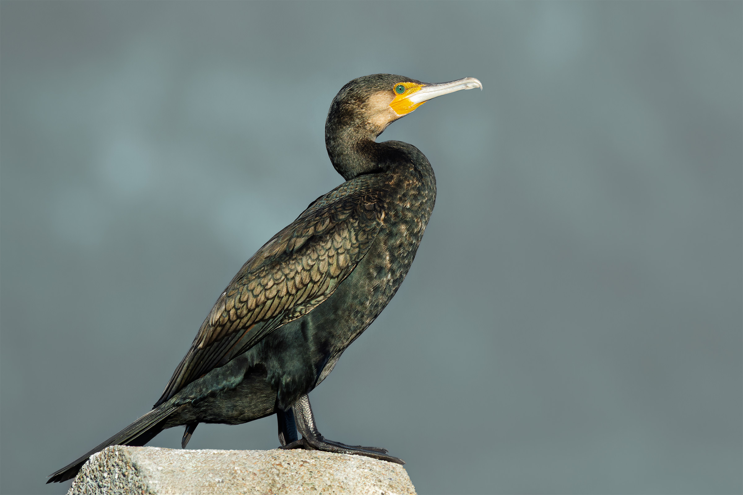 Cormorant