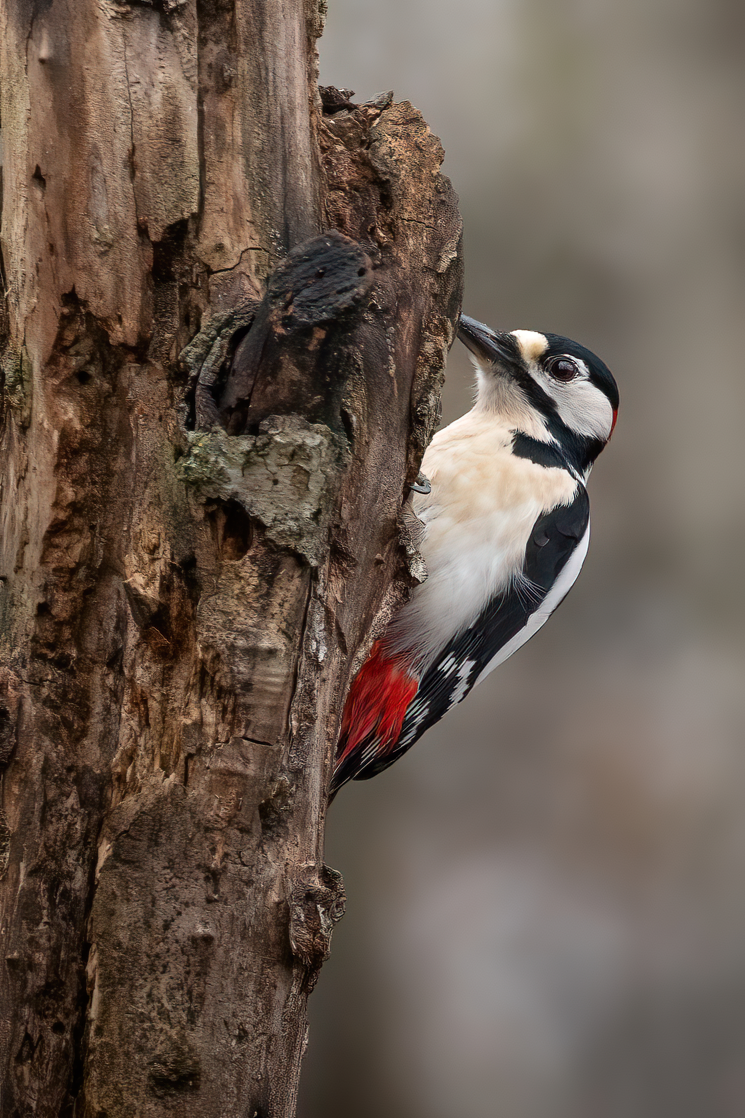 Hide and seek with the woodpecker