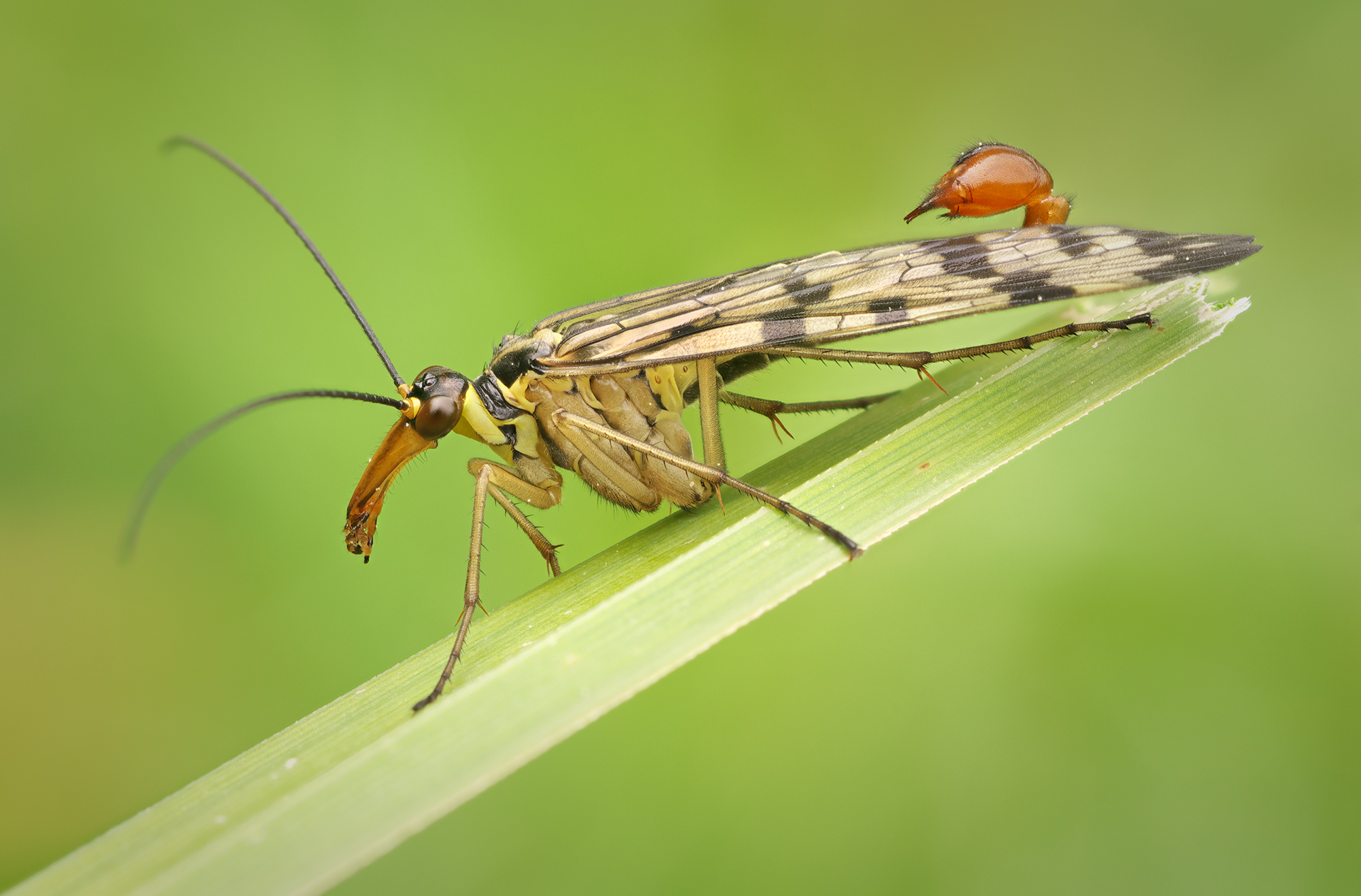 Panorpa communis