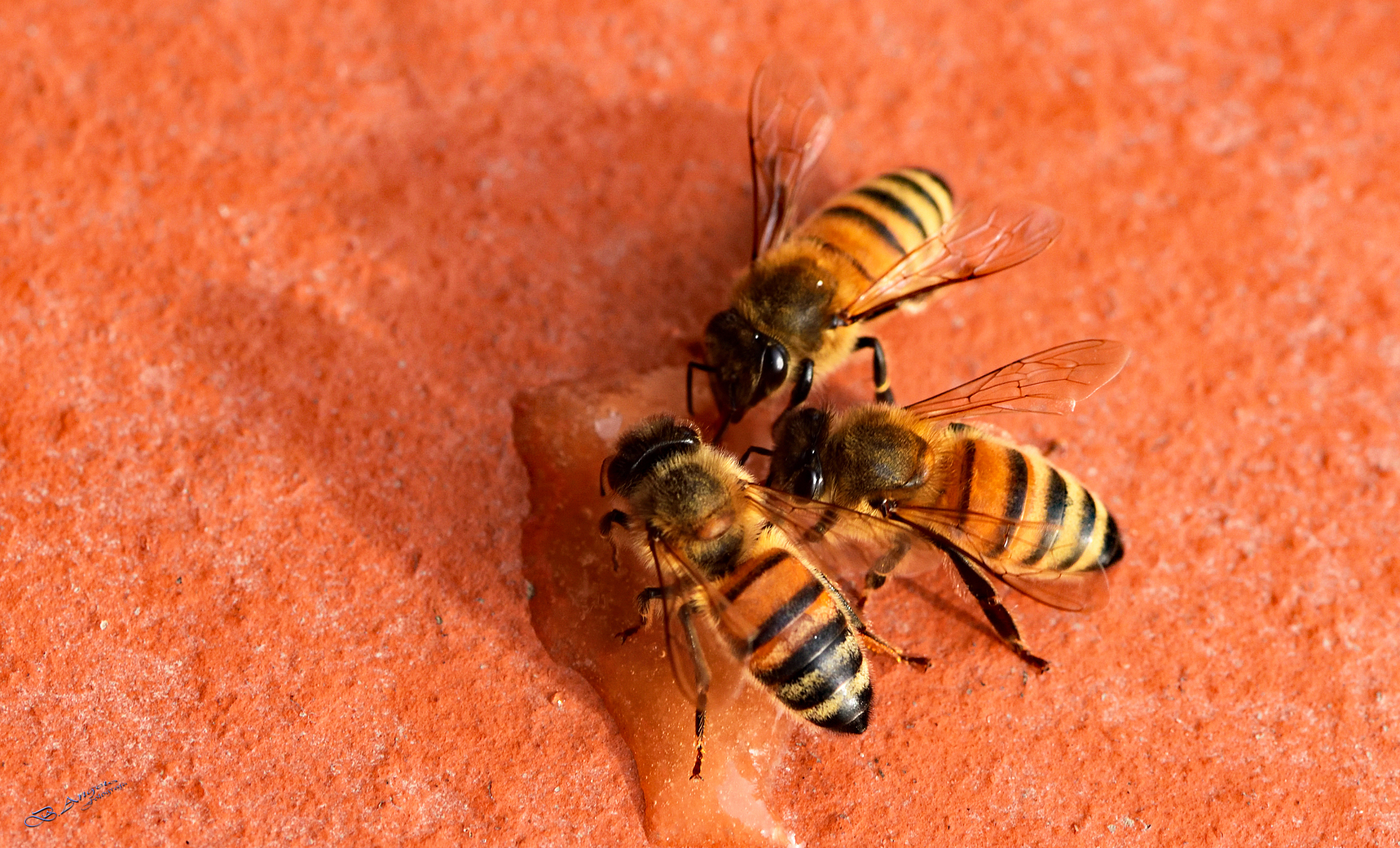 " Ape mellifera italiana "