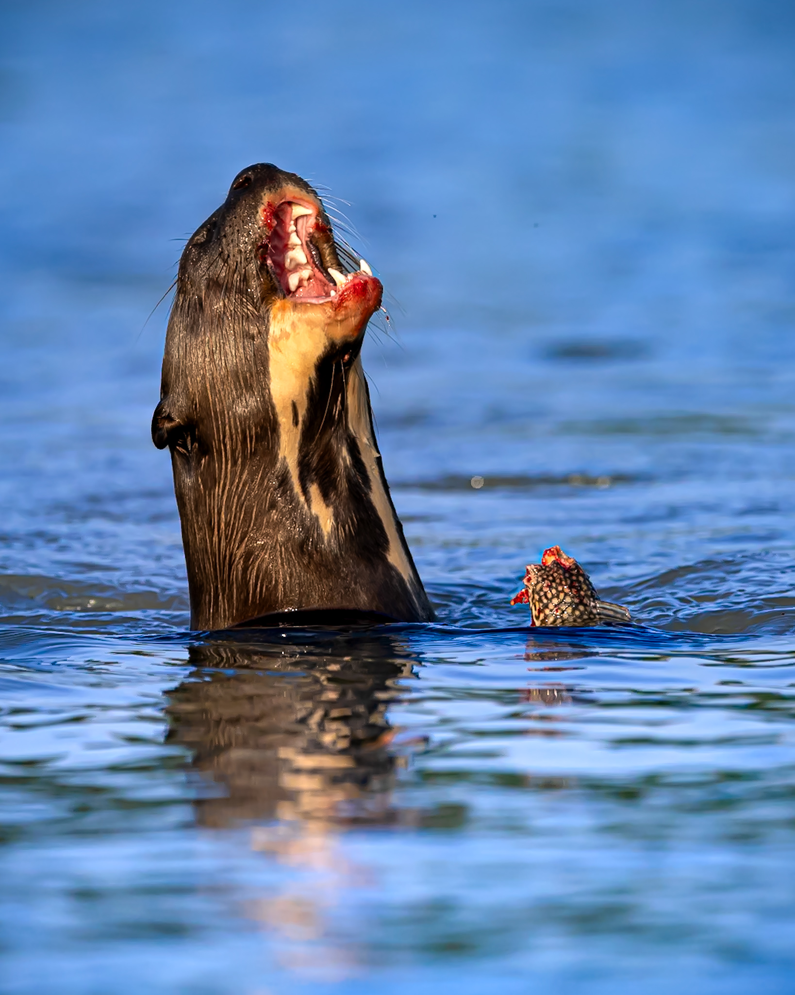 la bocca sollevò dal fiero pasto (Dante)