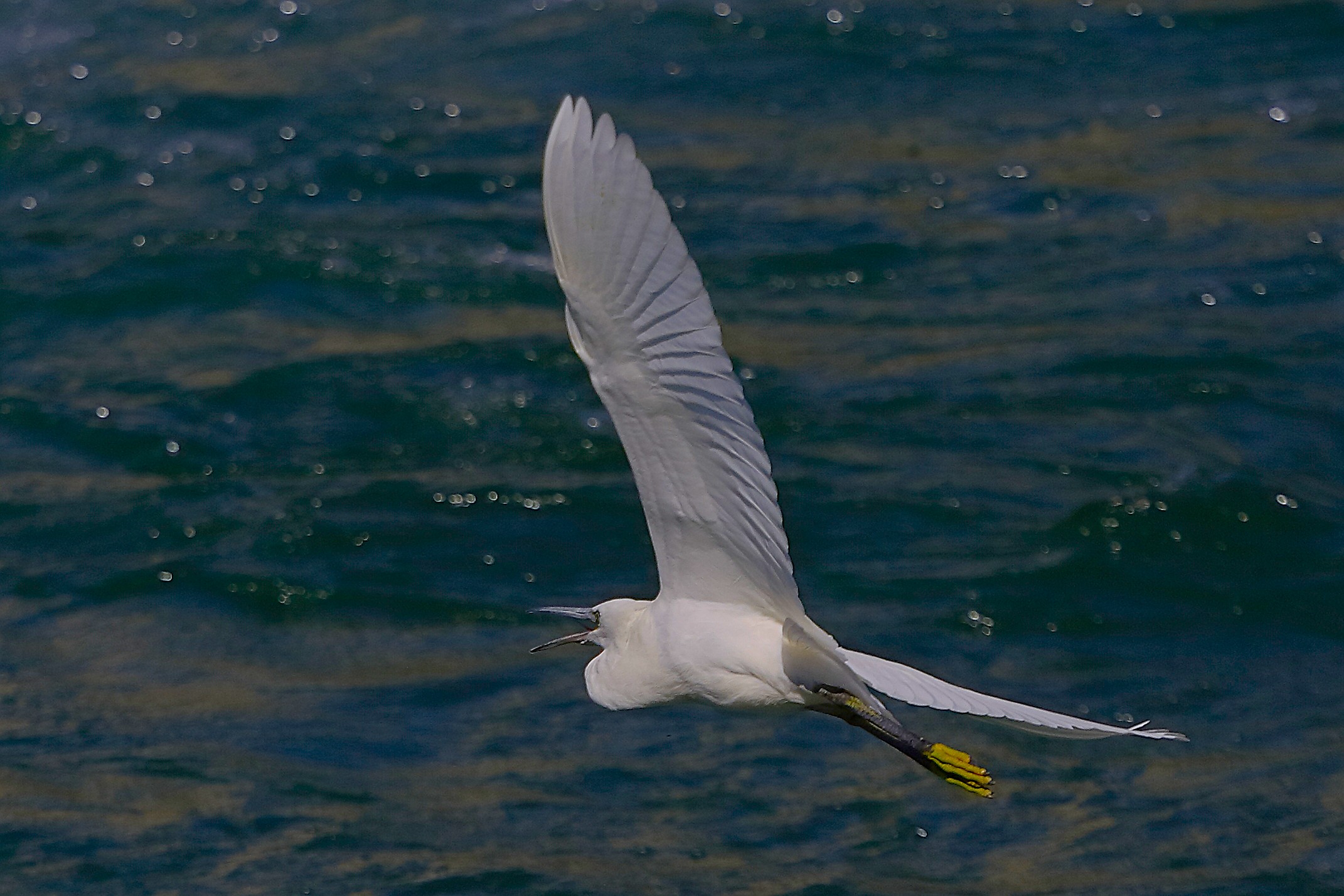 Garzetta 10 settembre 2024 - 0197