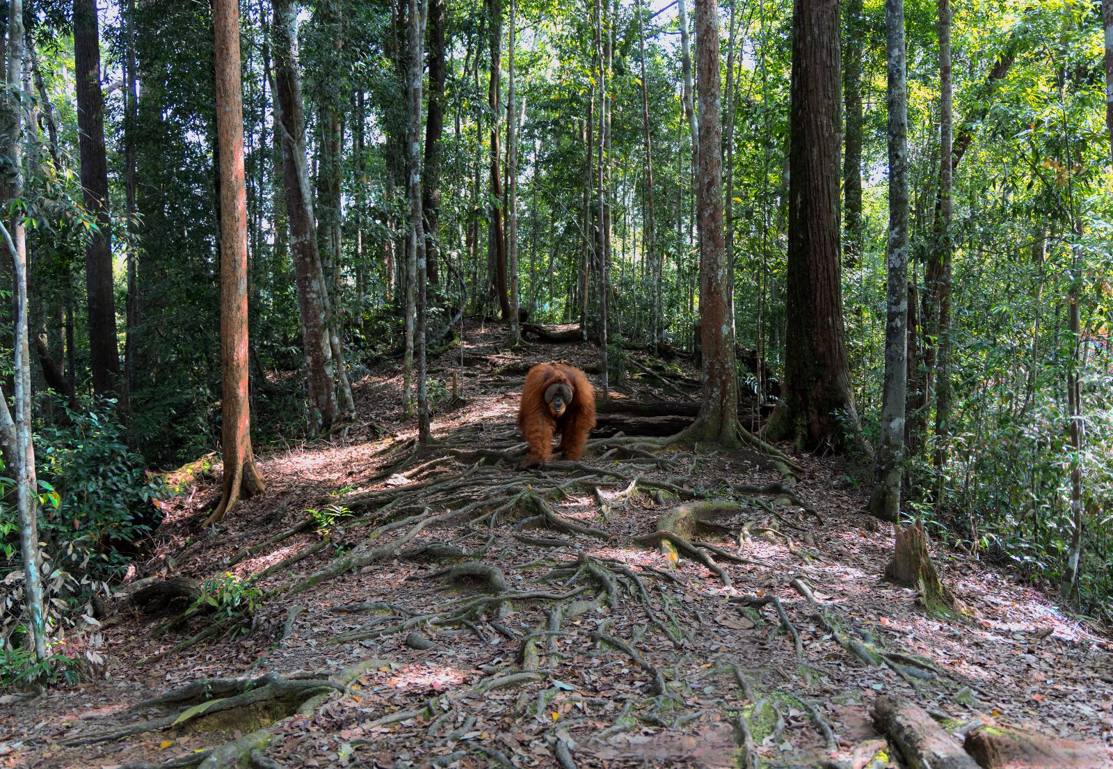 Male orangutan