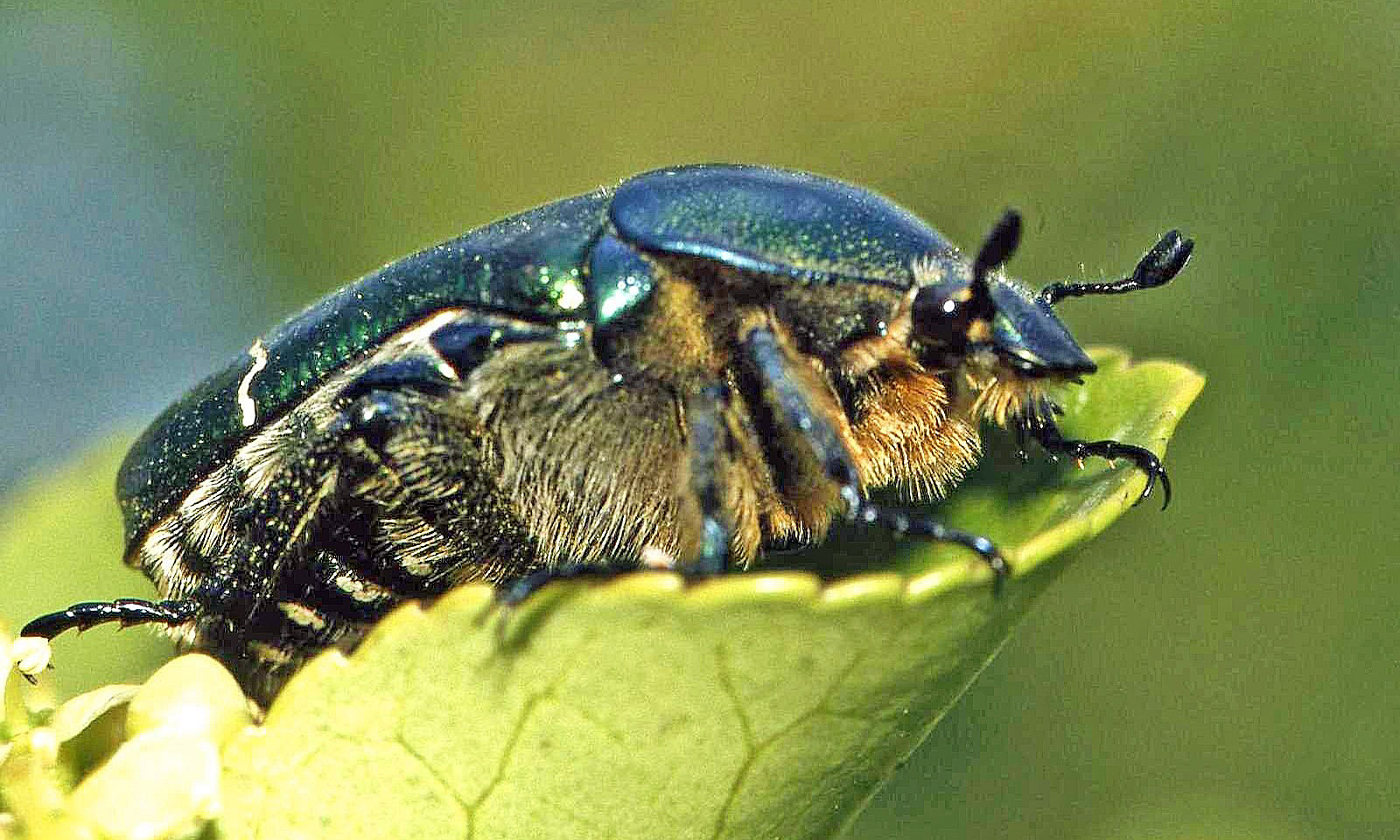 Coleottero Cetonia dorata su foglia (digitalizzata)