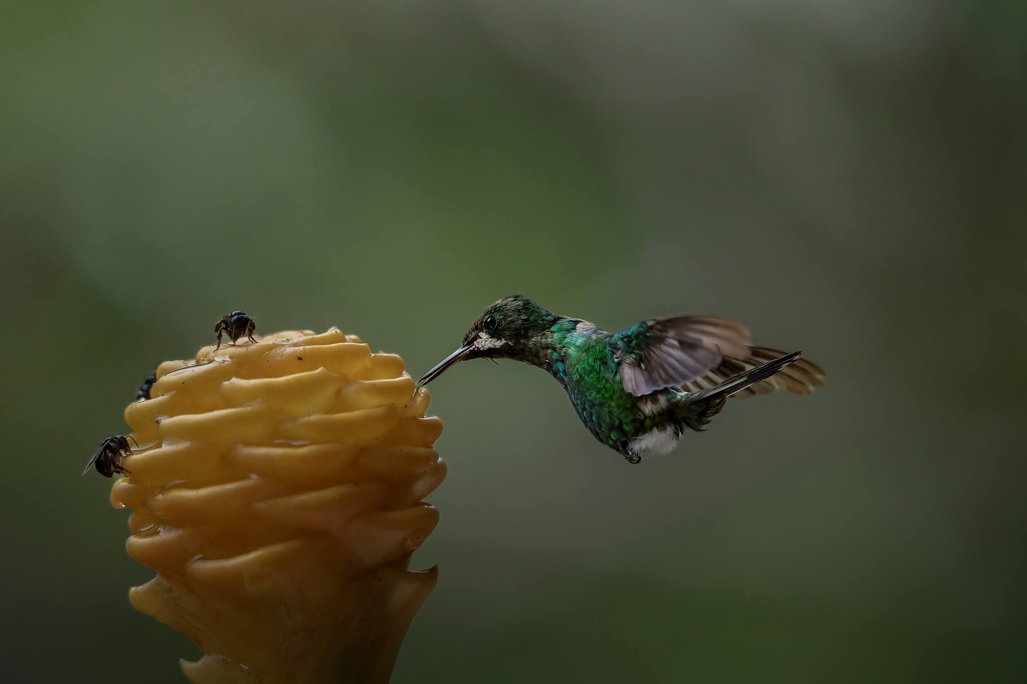 Green spinide
