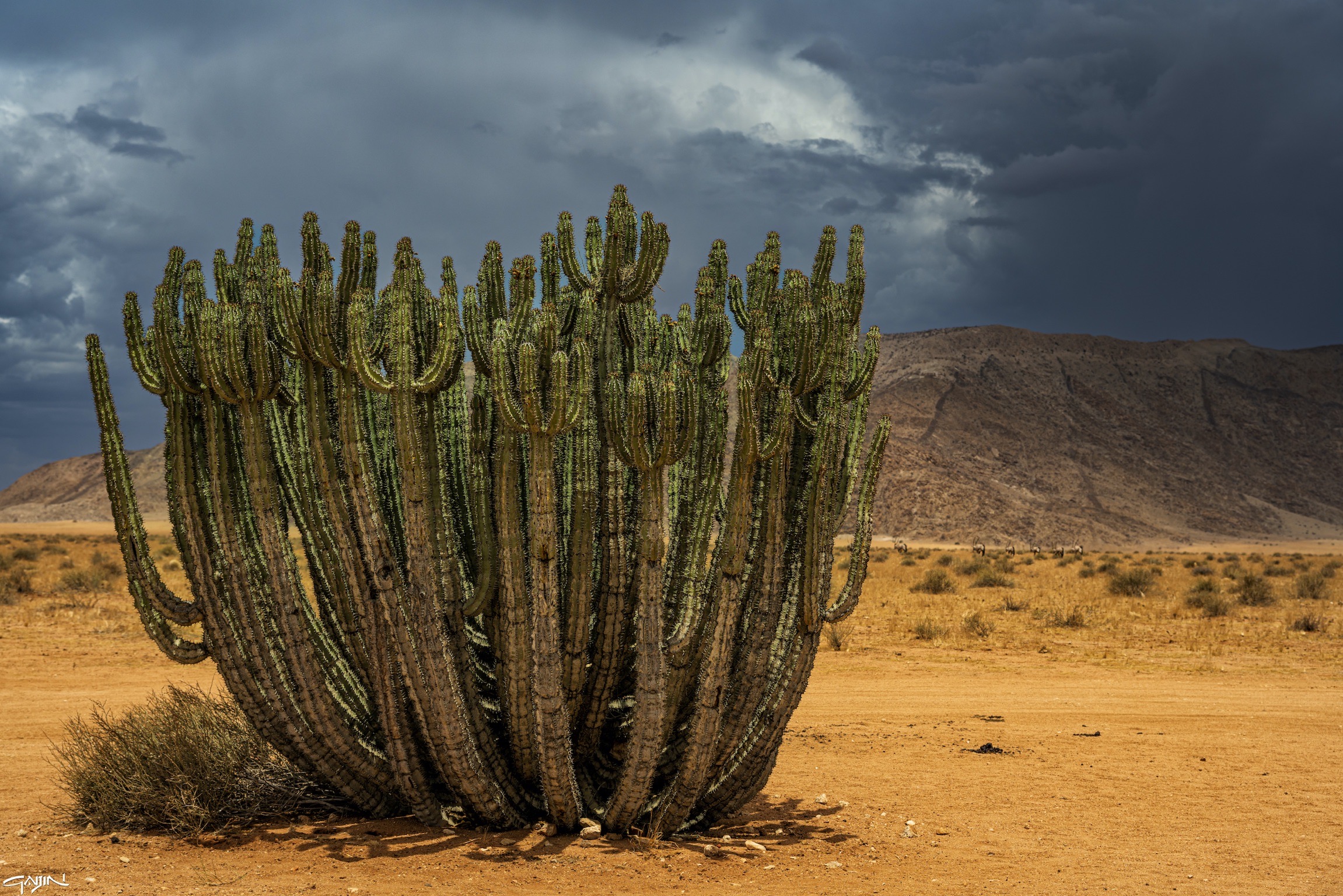 Big Euphorbia Virosa