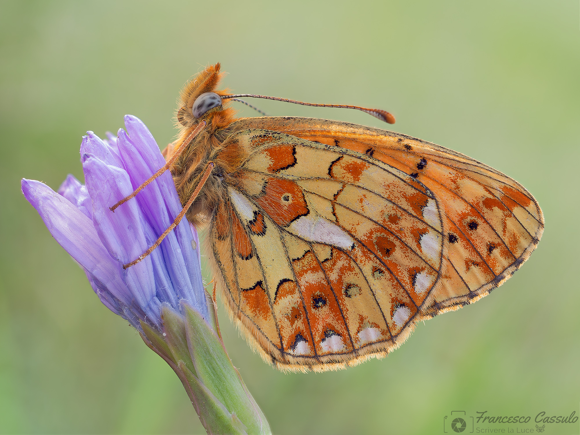 Boloria euphrosyne