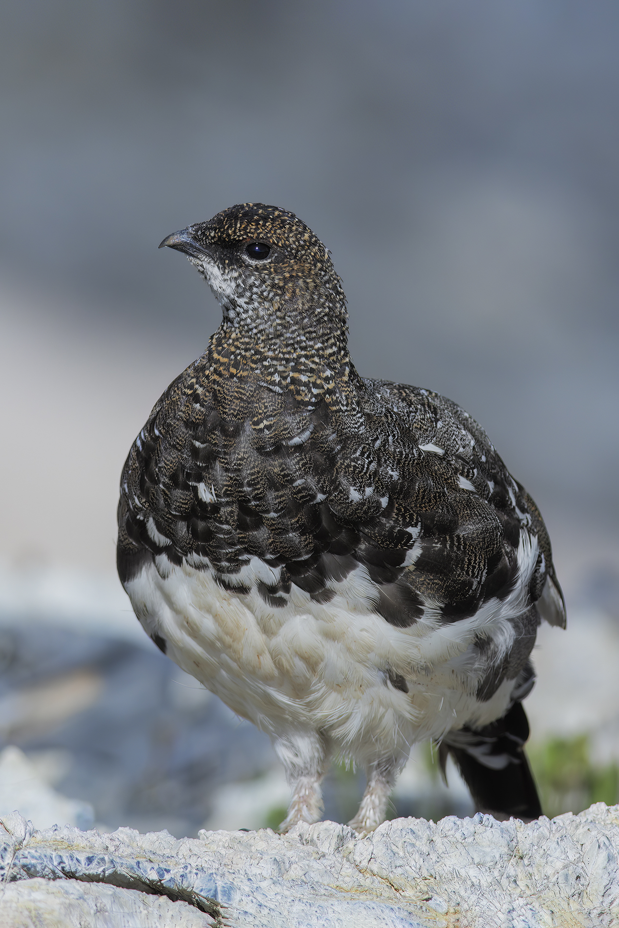 ptarmigan