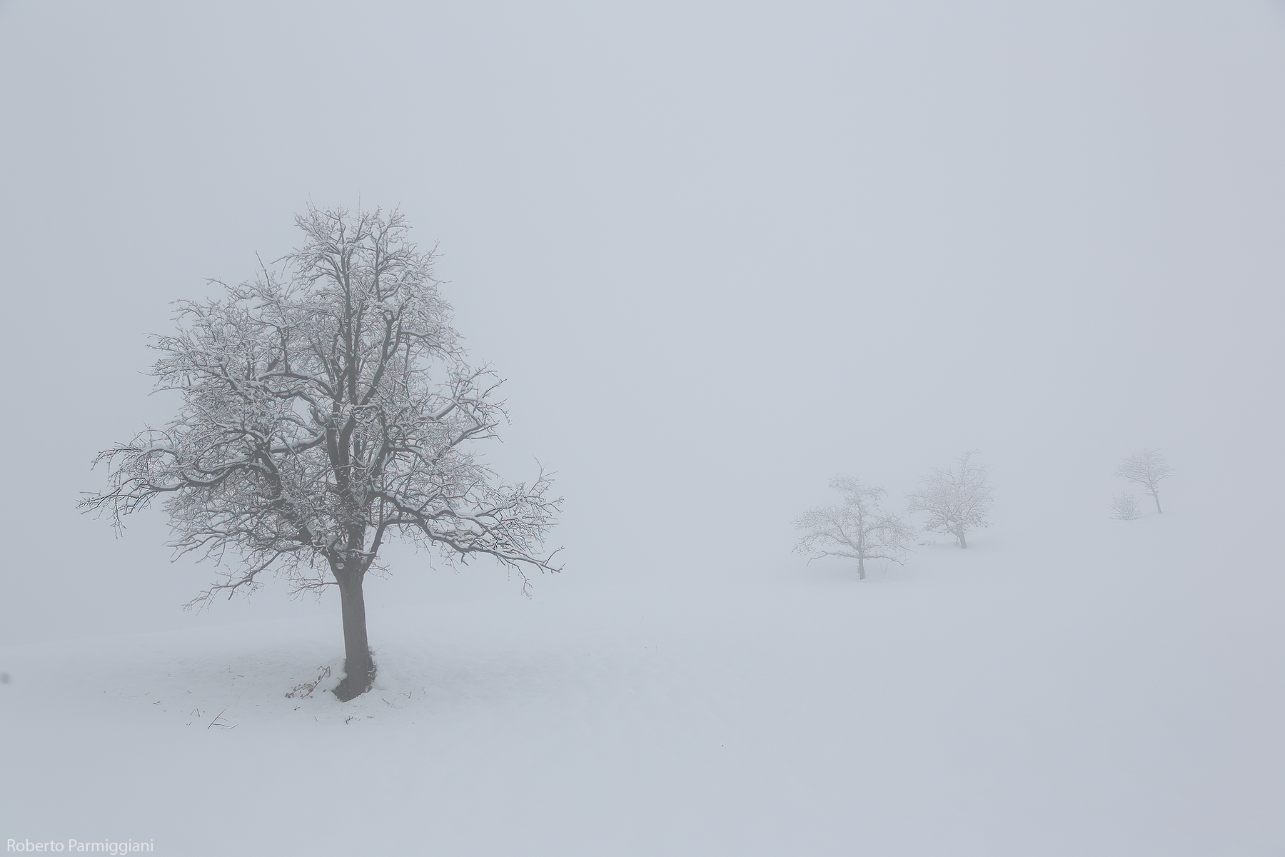 White dream