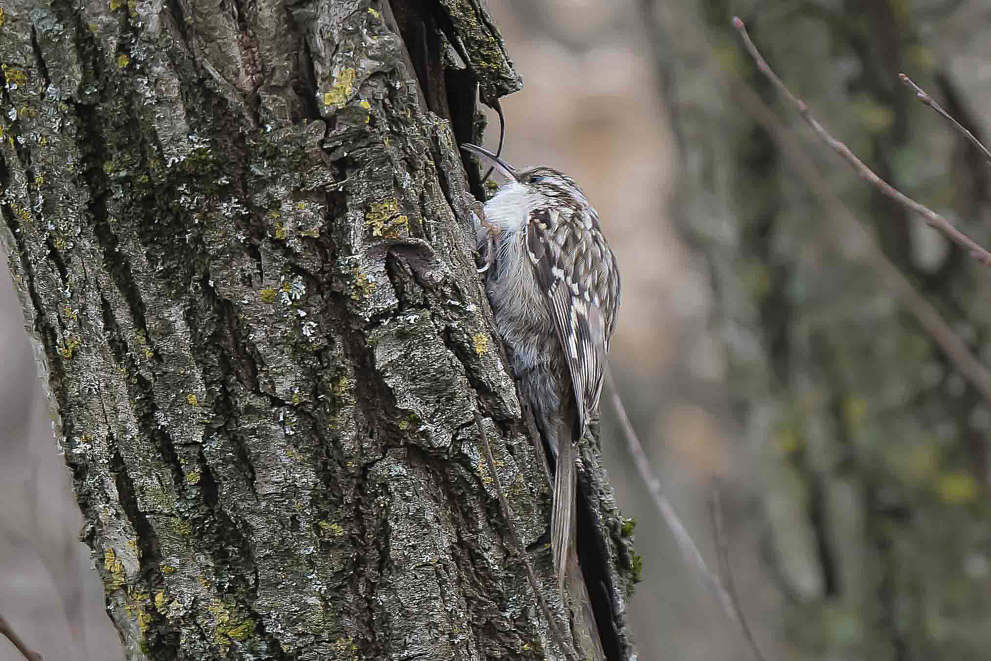il mio primo Rampichino !! forte crop