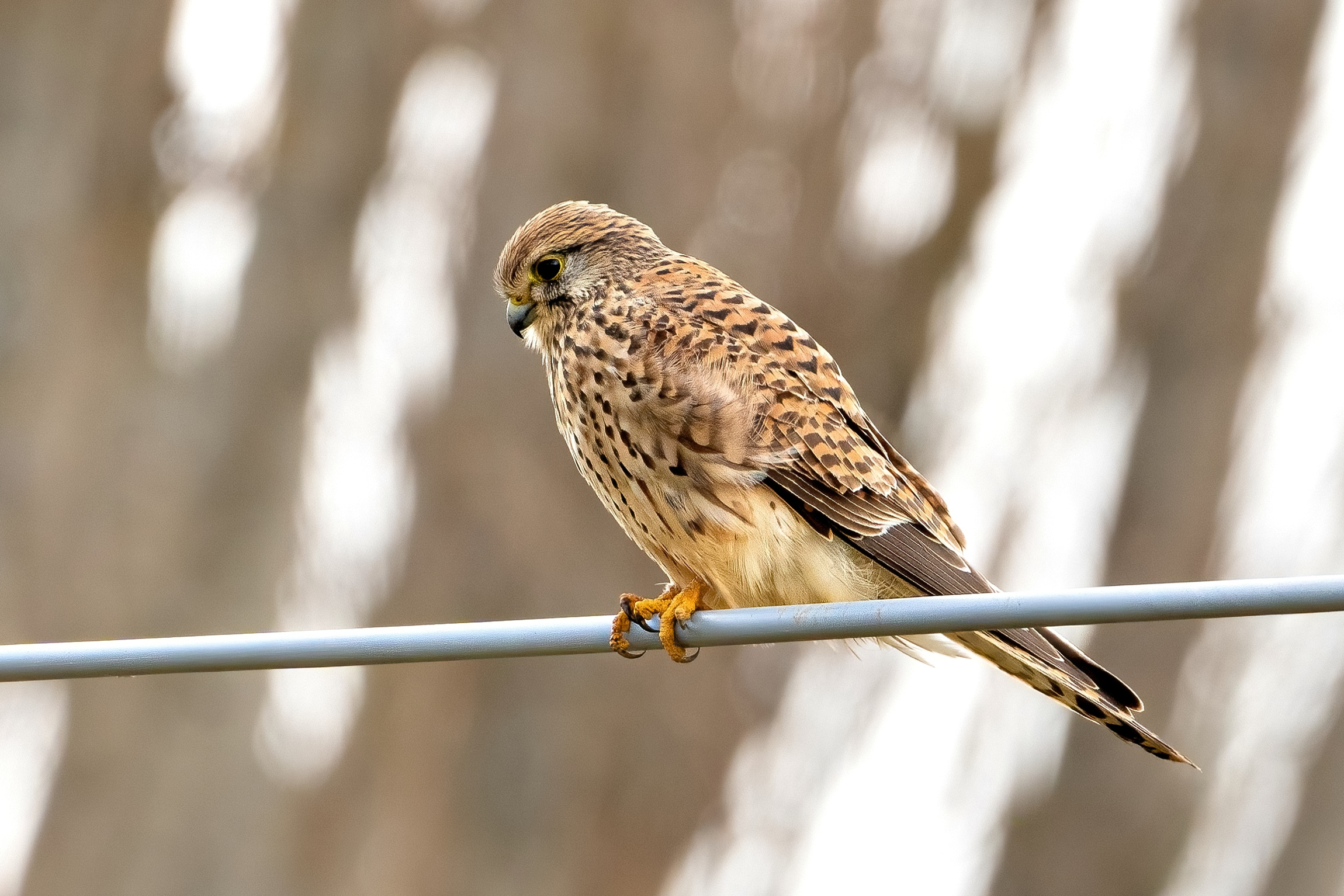 Gheppio (Falco tinnunculus)