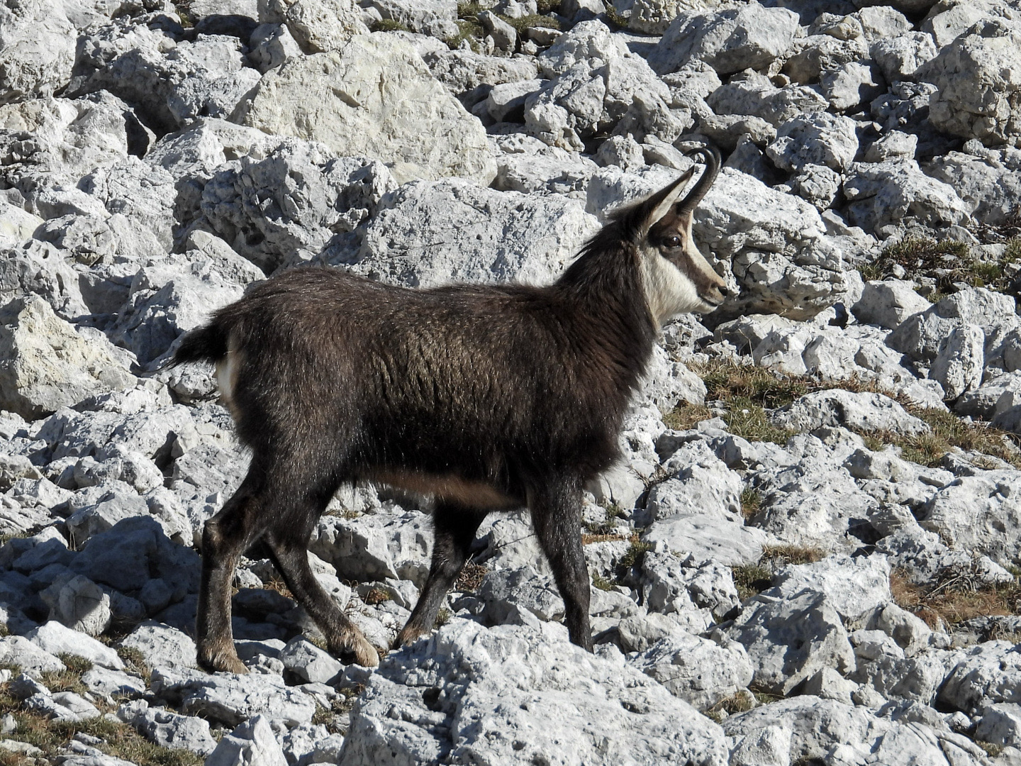 A male Alpine Chamois