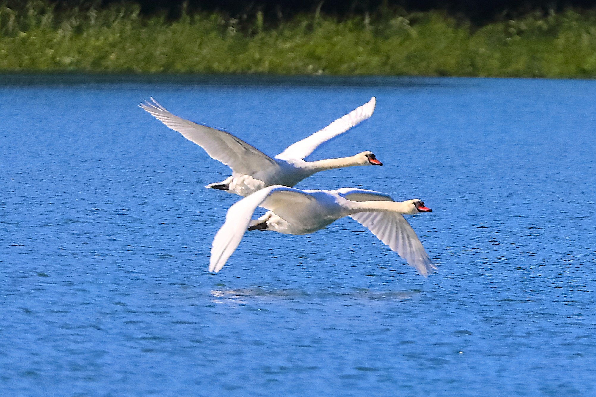 Cigni R 11 ottobre 2024 - 0082