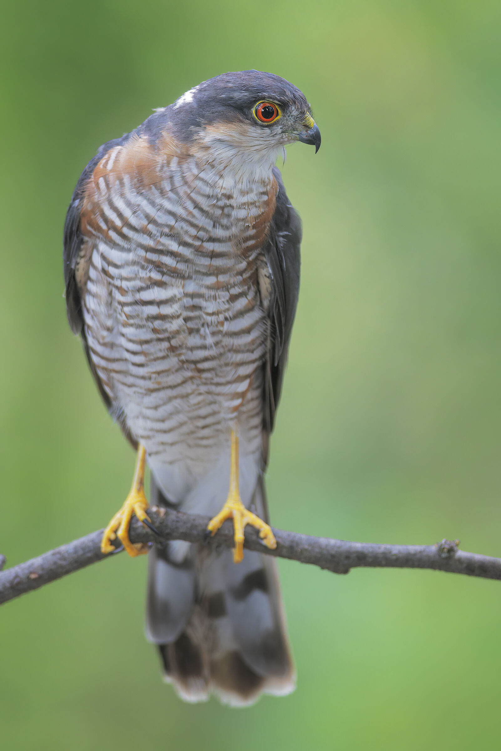 Sparrowhawk