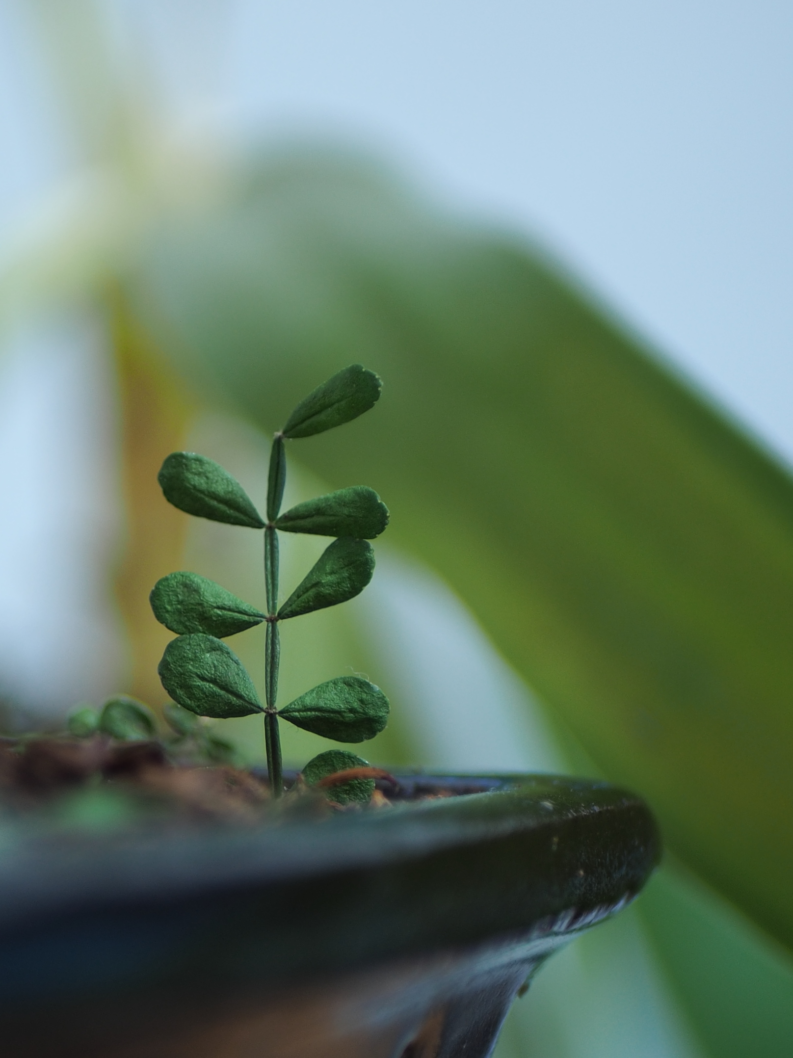 Foglie di Zanthoxylum piperitum