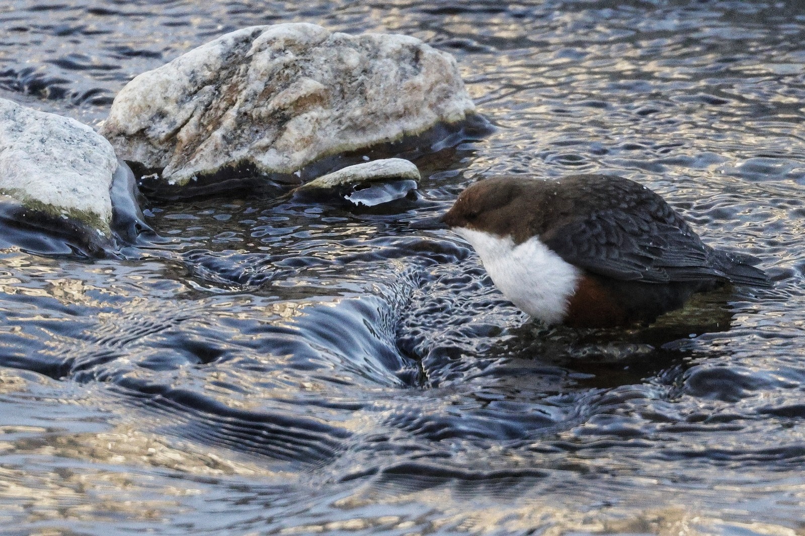 White-throated dipper