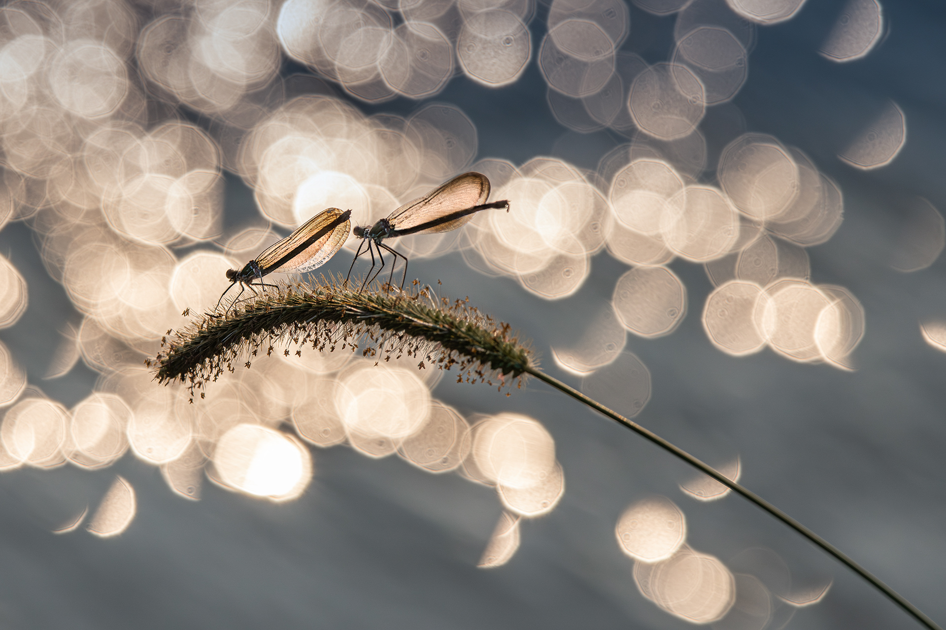 Dragonflies at sunset