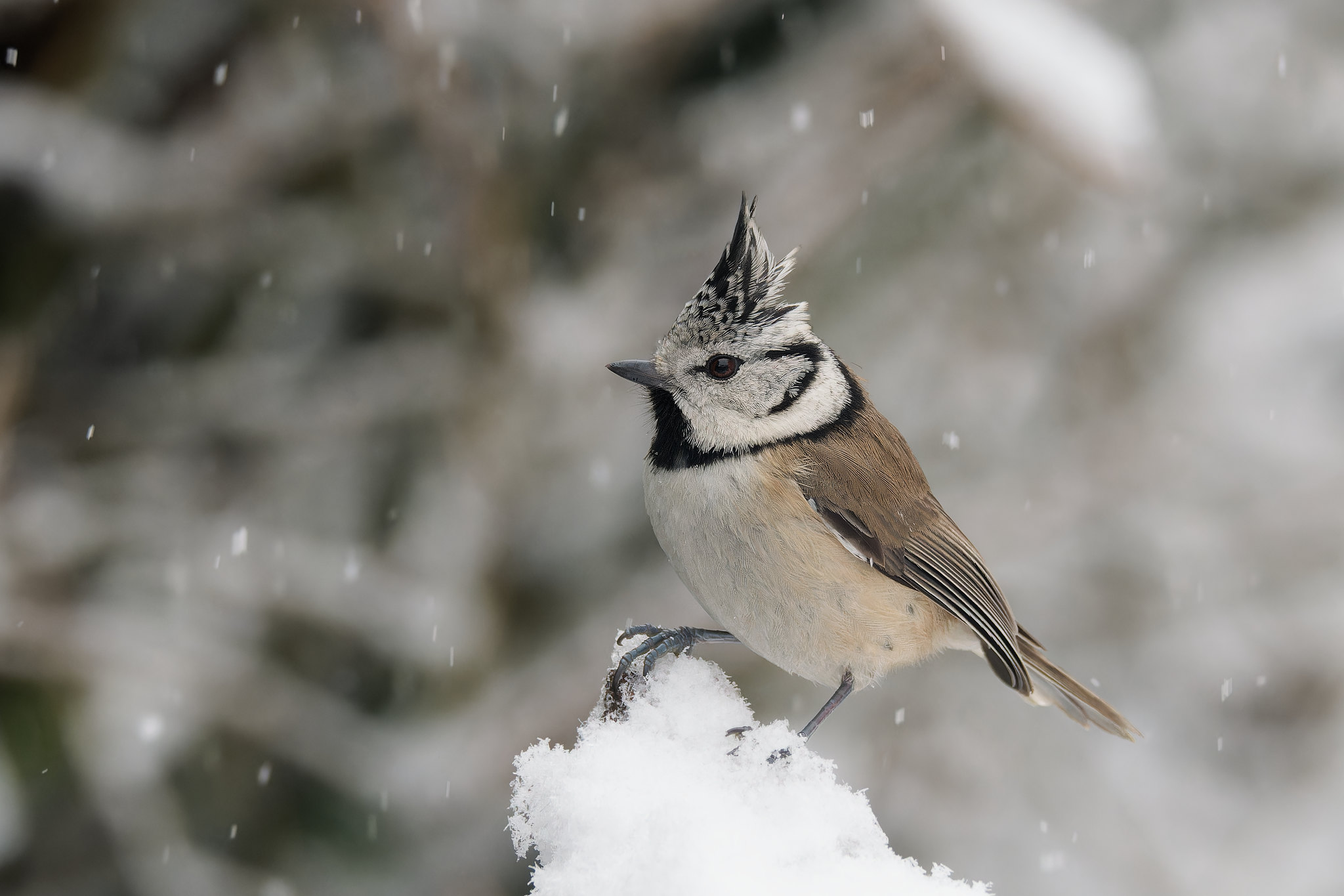 crested tit in the snow