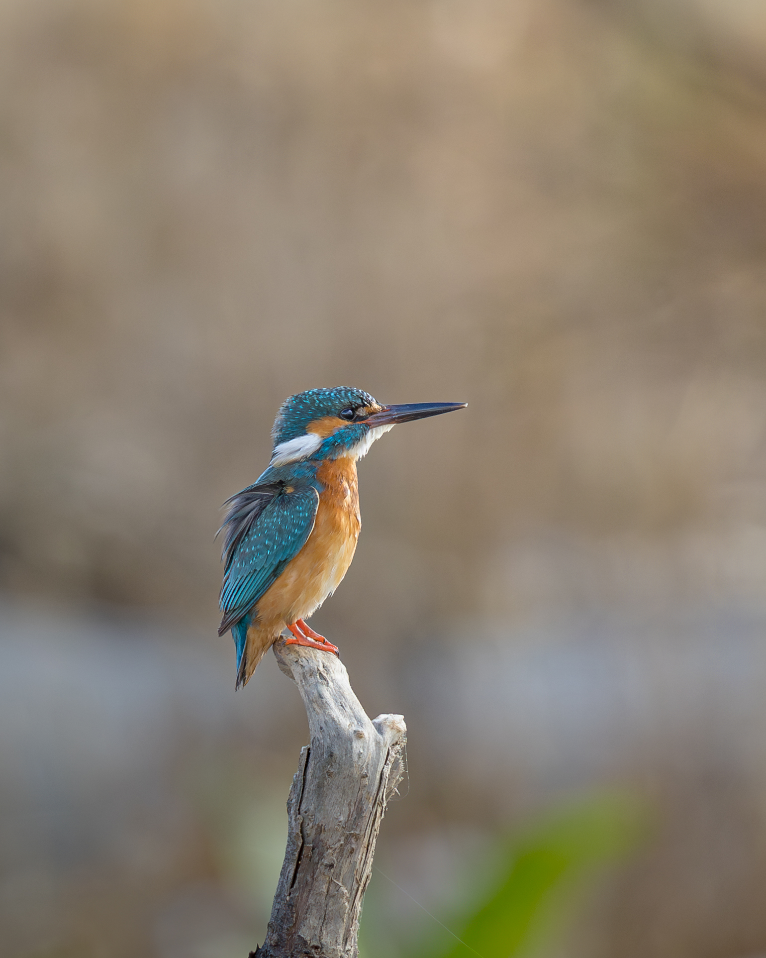Kingfisher