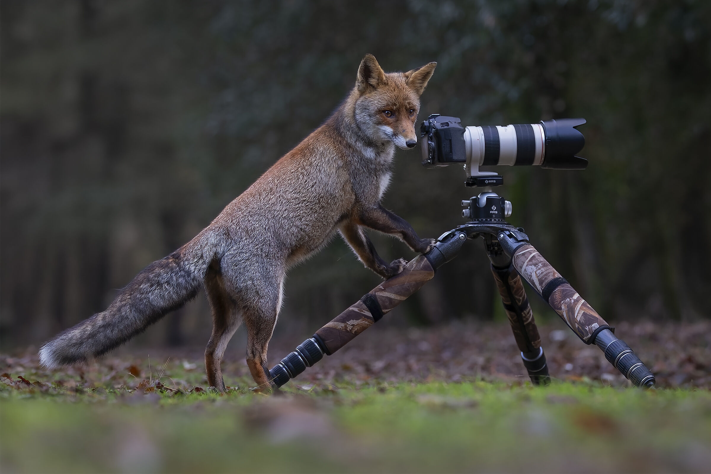 The fox photographs...