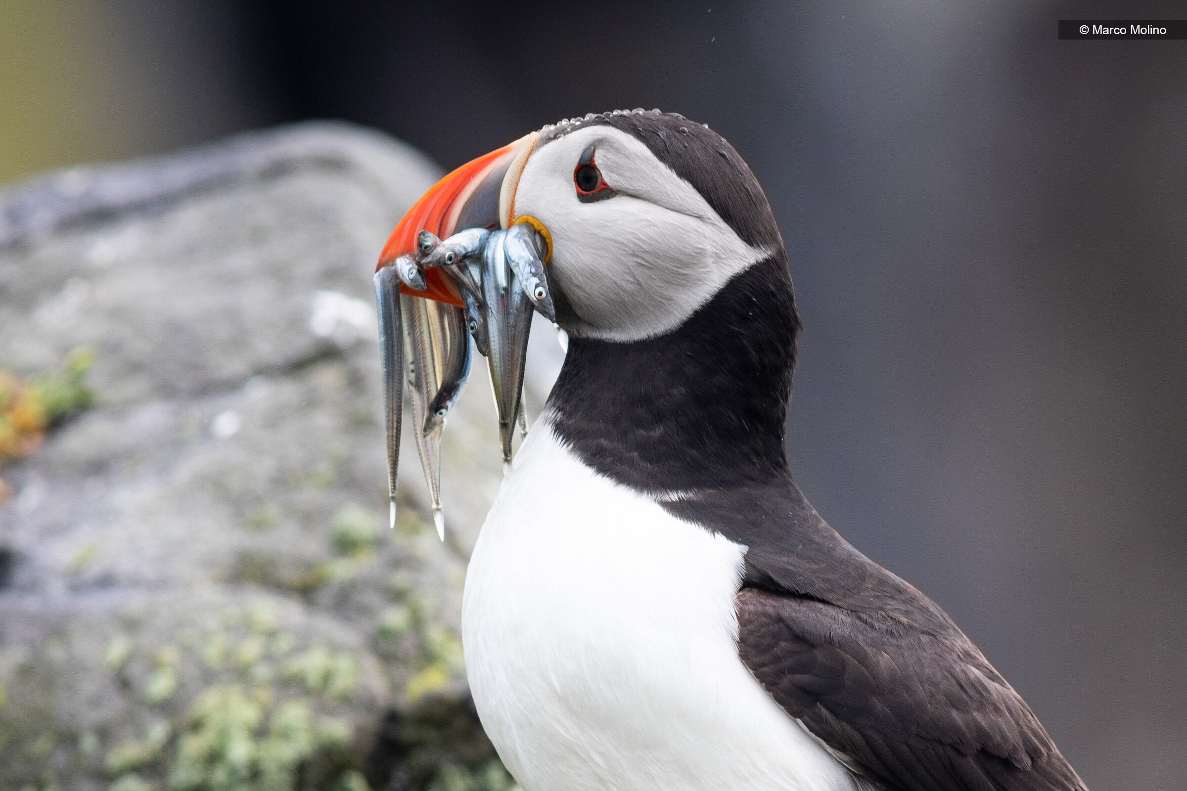 Fratercula arctica - Pulcinella di mare