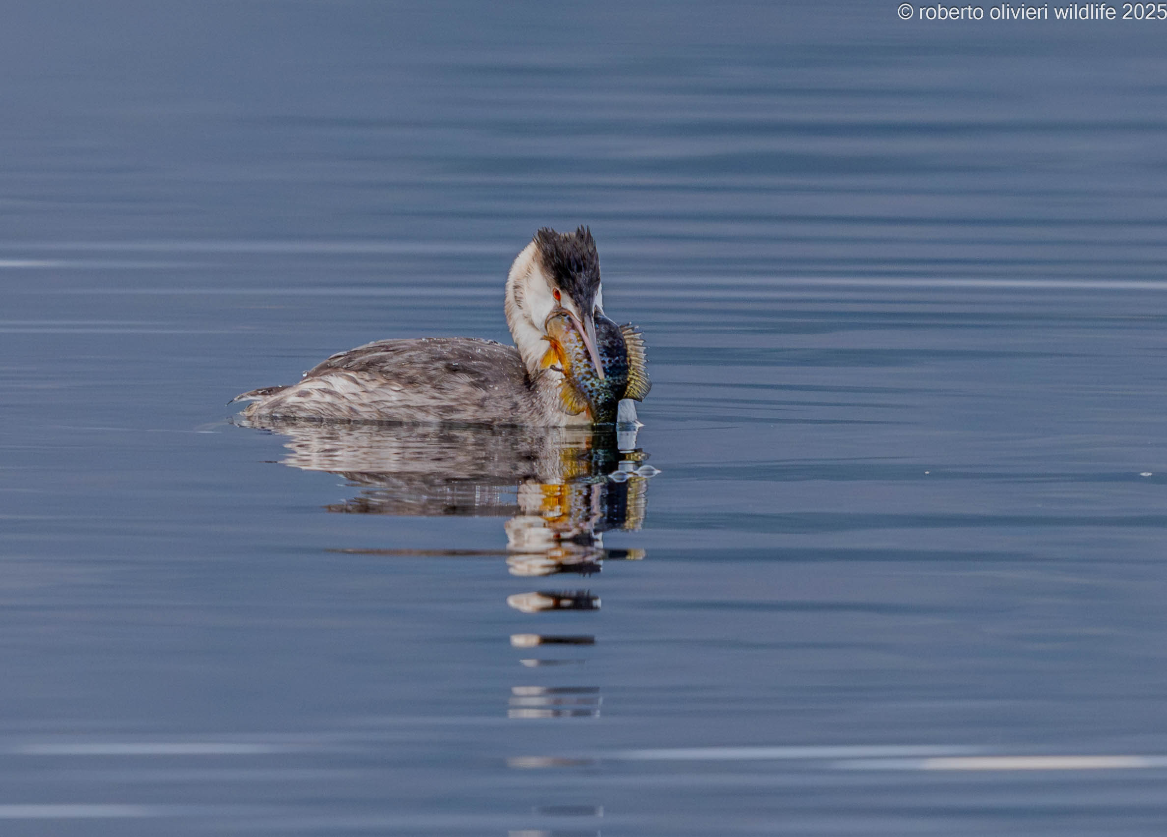 Great crested grebe with fish in mouth