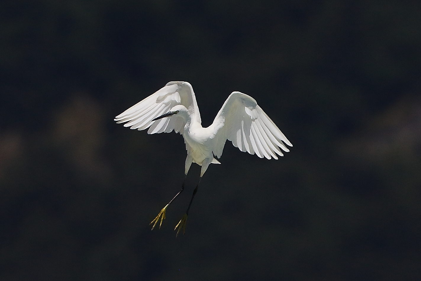 Garzetta 08 agosto 2024 - 0109