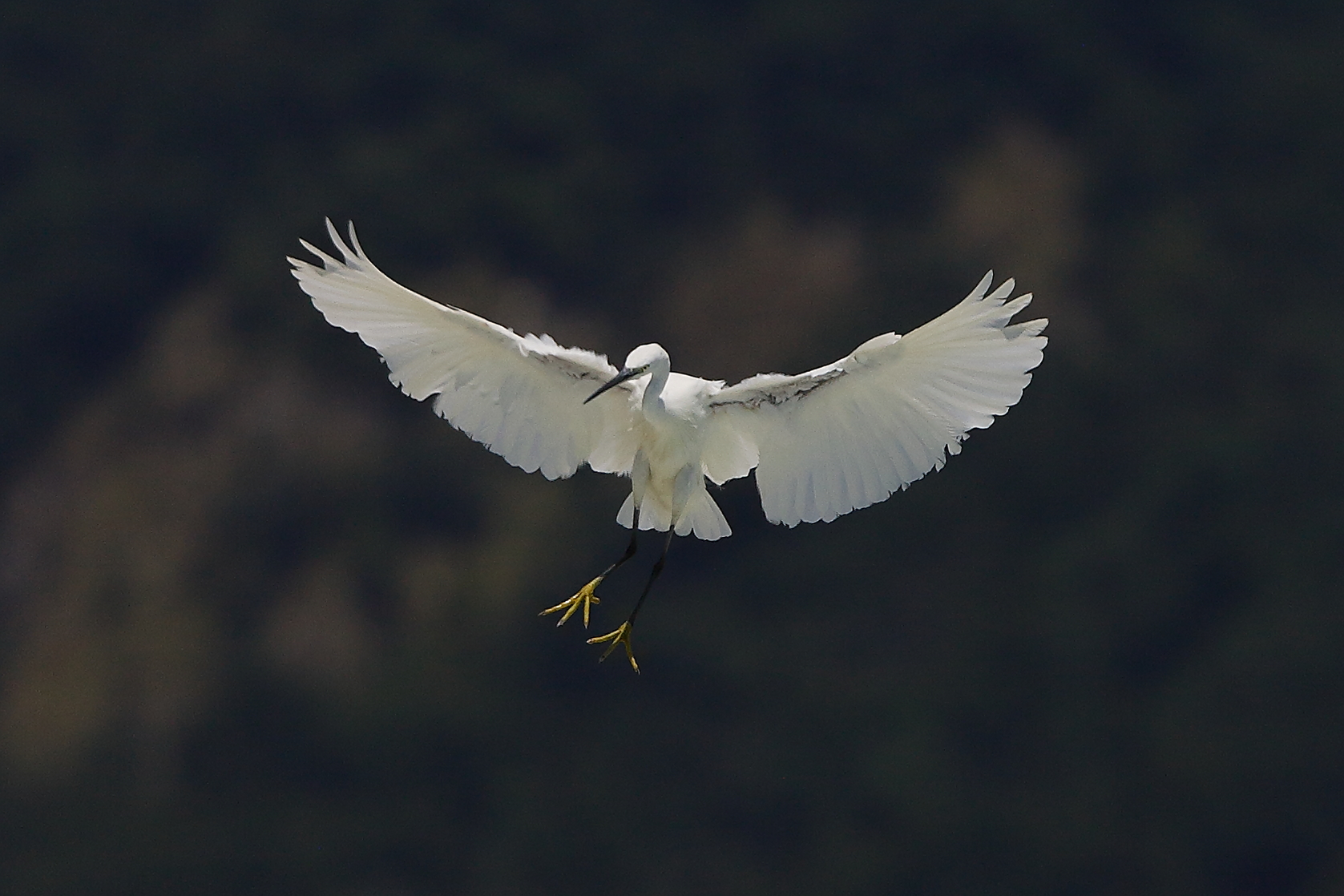 Garzetta 08 agosto 2024 - 0112