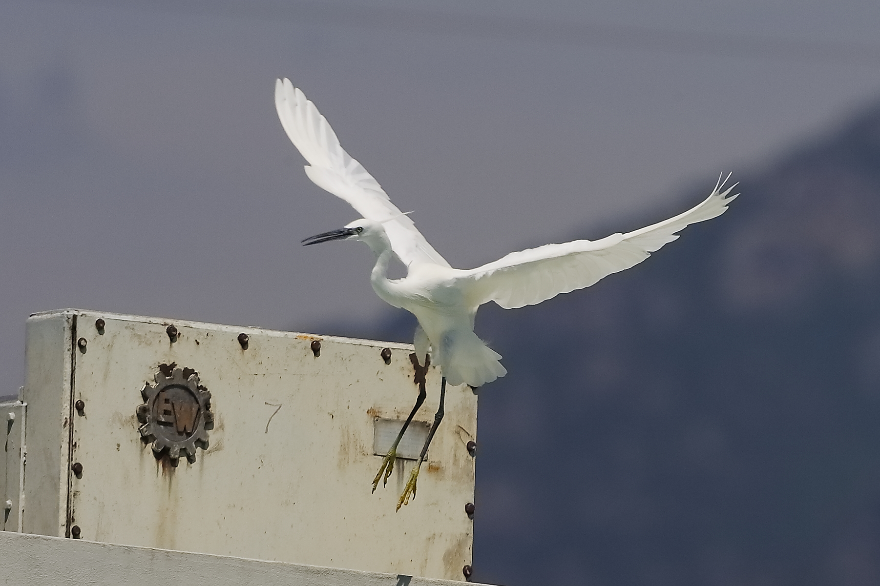 Garzetta 08 agosto 2024 - 0126