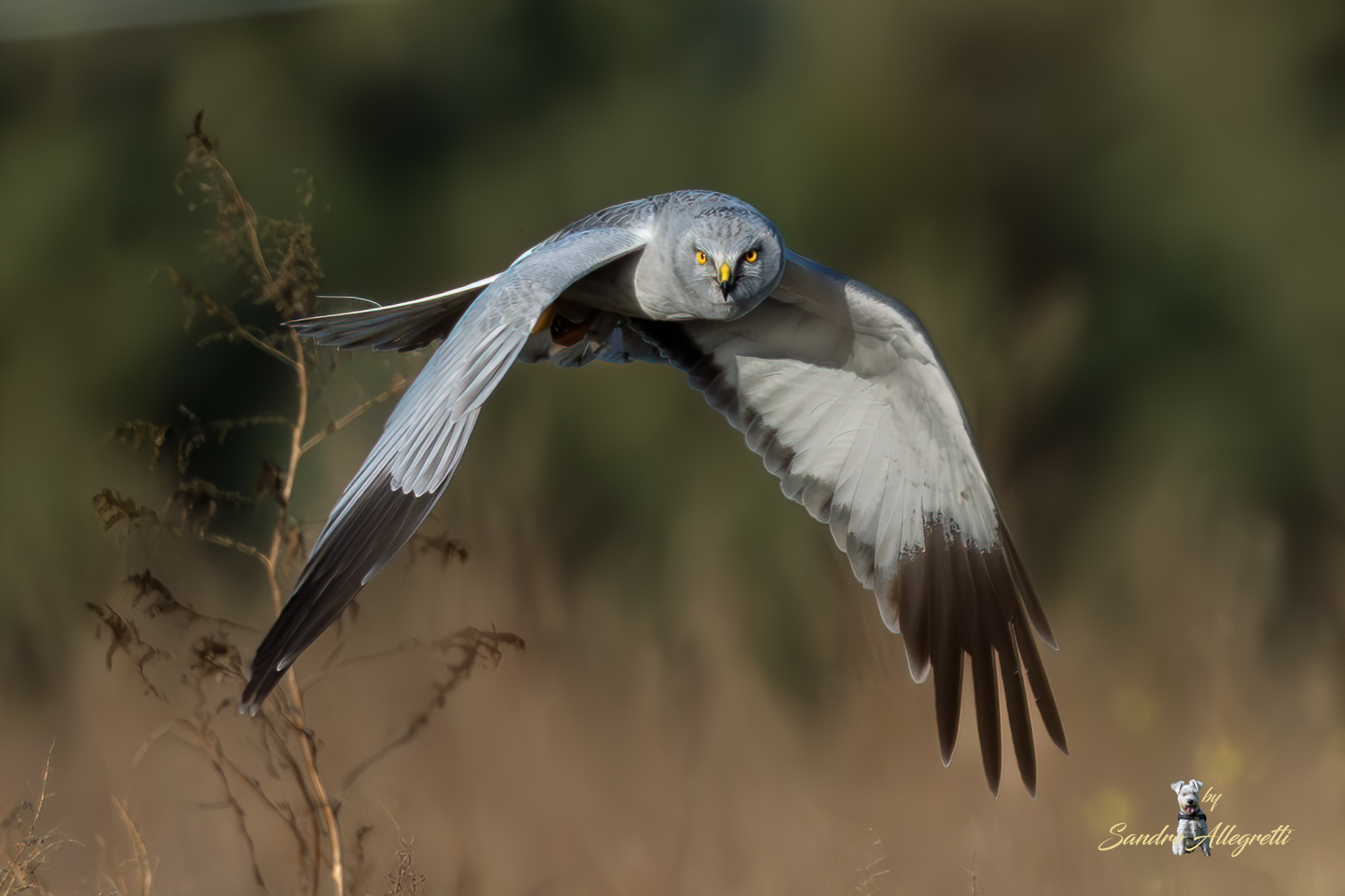 L'albanella reale (Circus cyaneus)