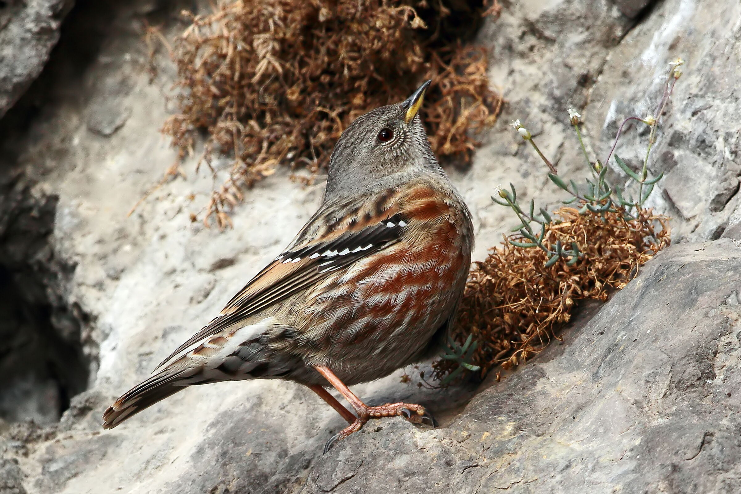 Alpine accentor...