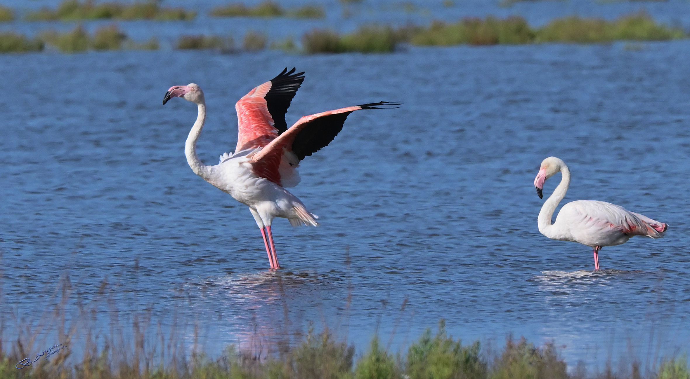 " Fenicotteri rosa "