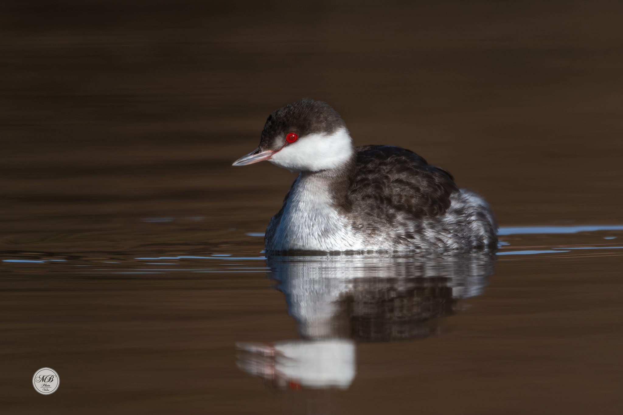 Black-necked grebe