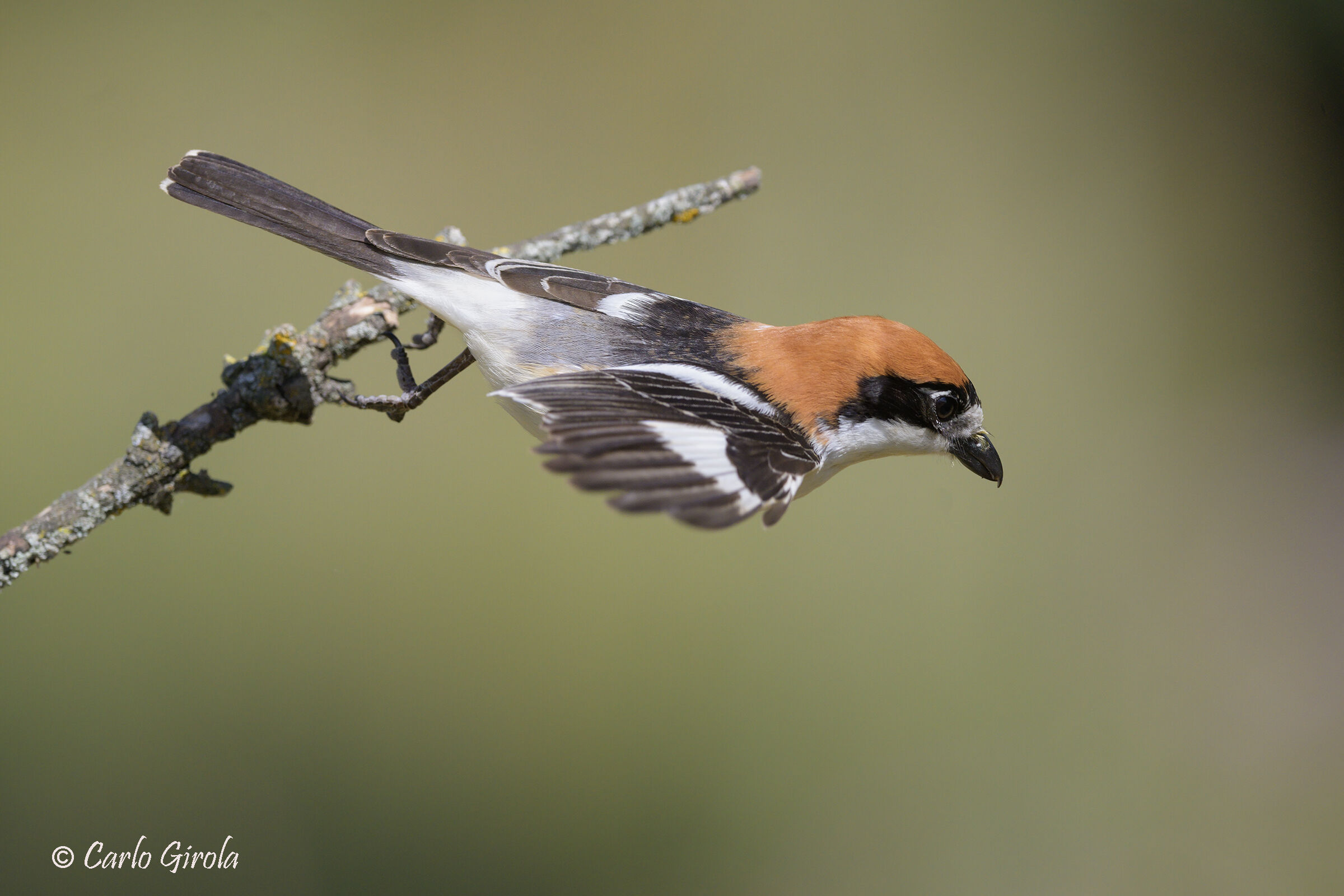 Redcap Shrike (Lanius senator)