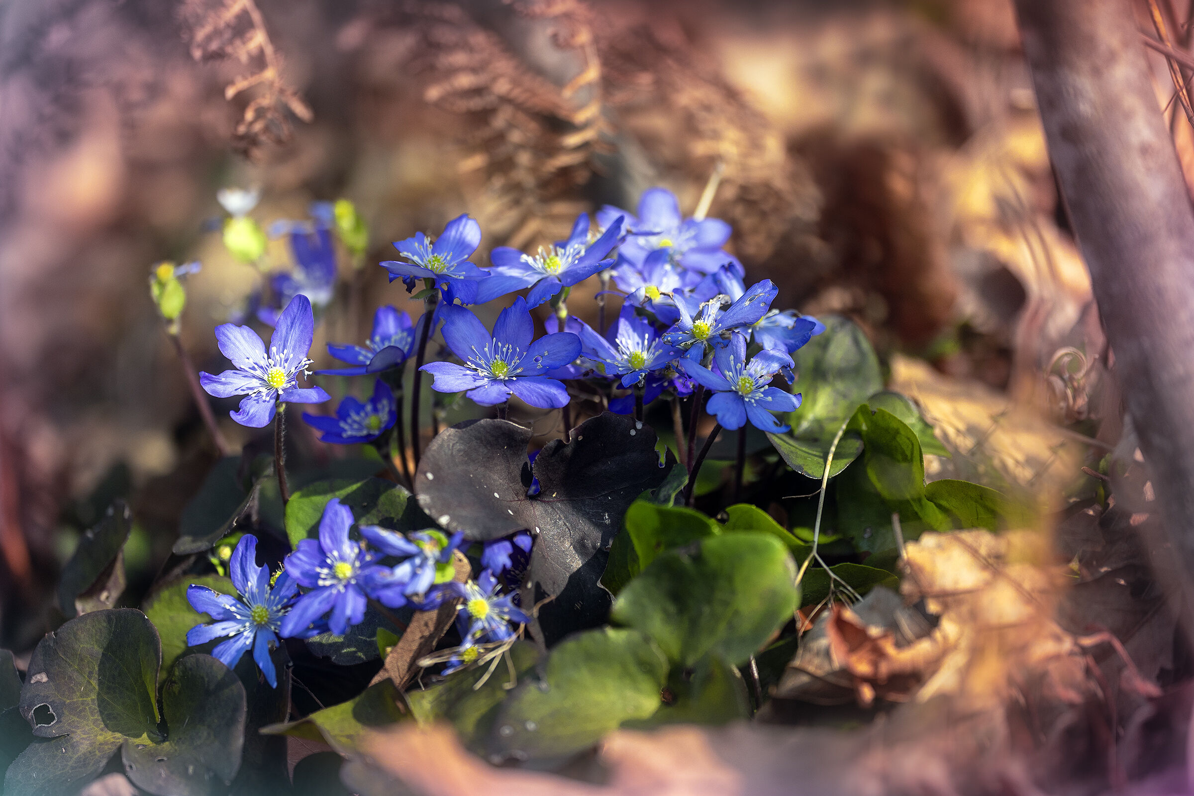 Hepatica nobilis