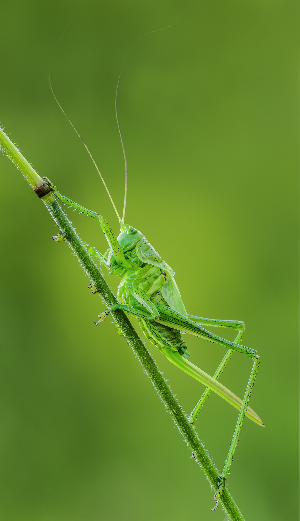 Grasshopper