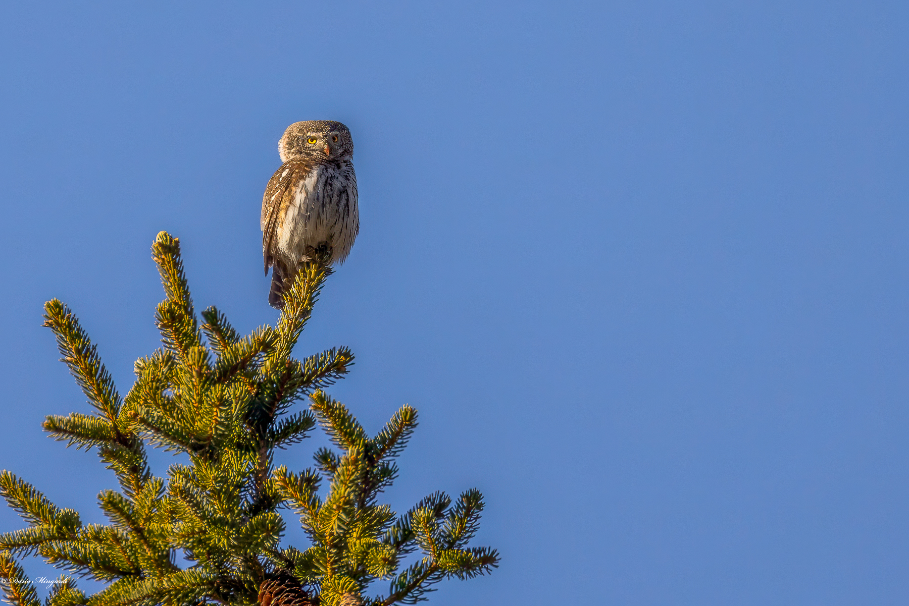 Civetta nana - Glaucidium passerinum