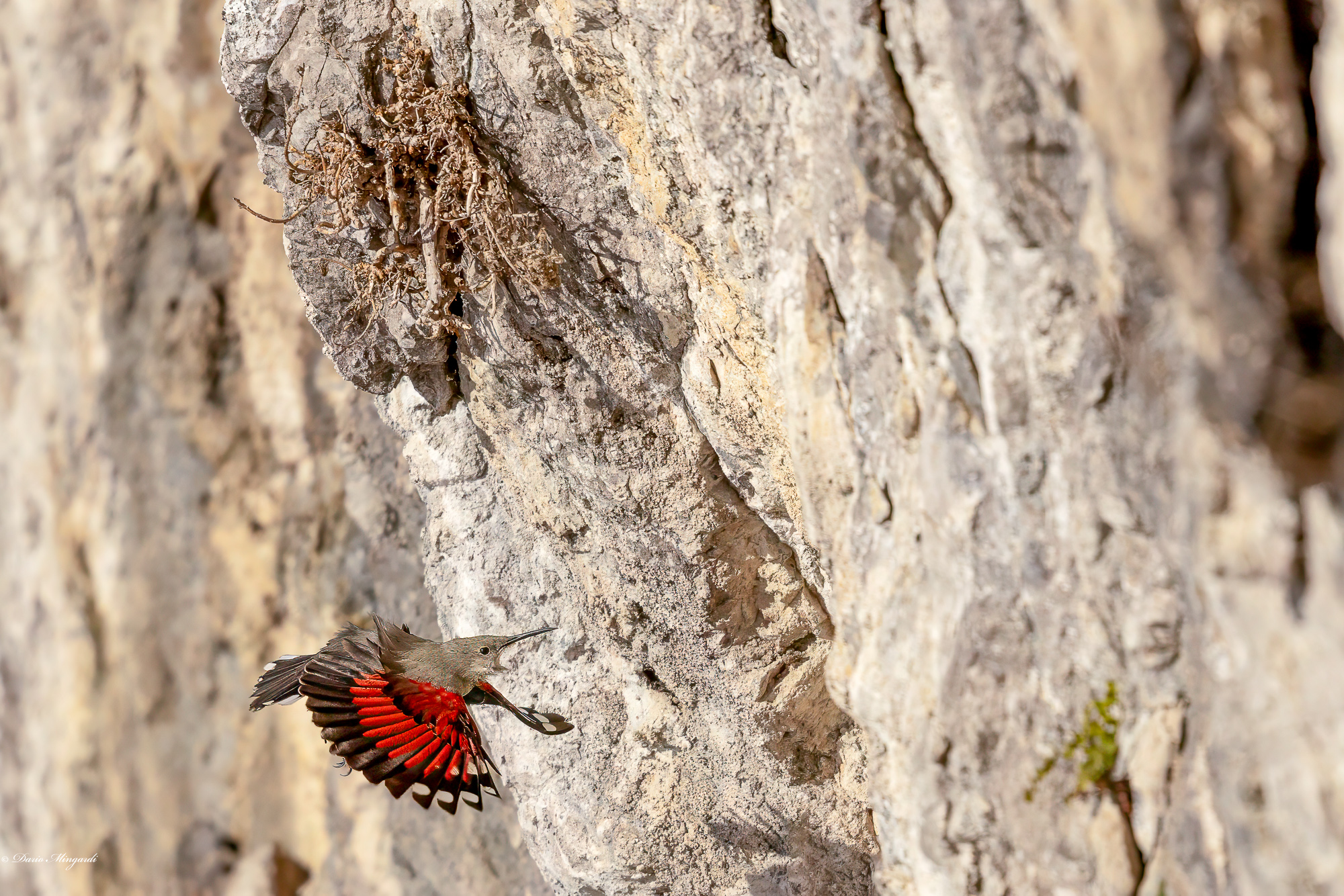 Picchio Muraiolo in volo vicino alla scogliera