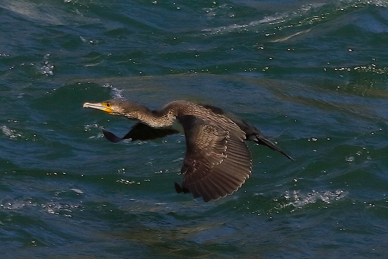 Cormorano 10 settembre 2024 - 0205