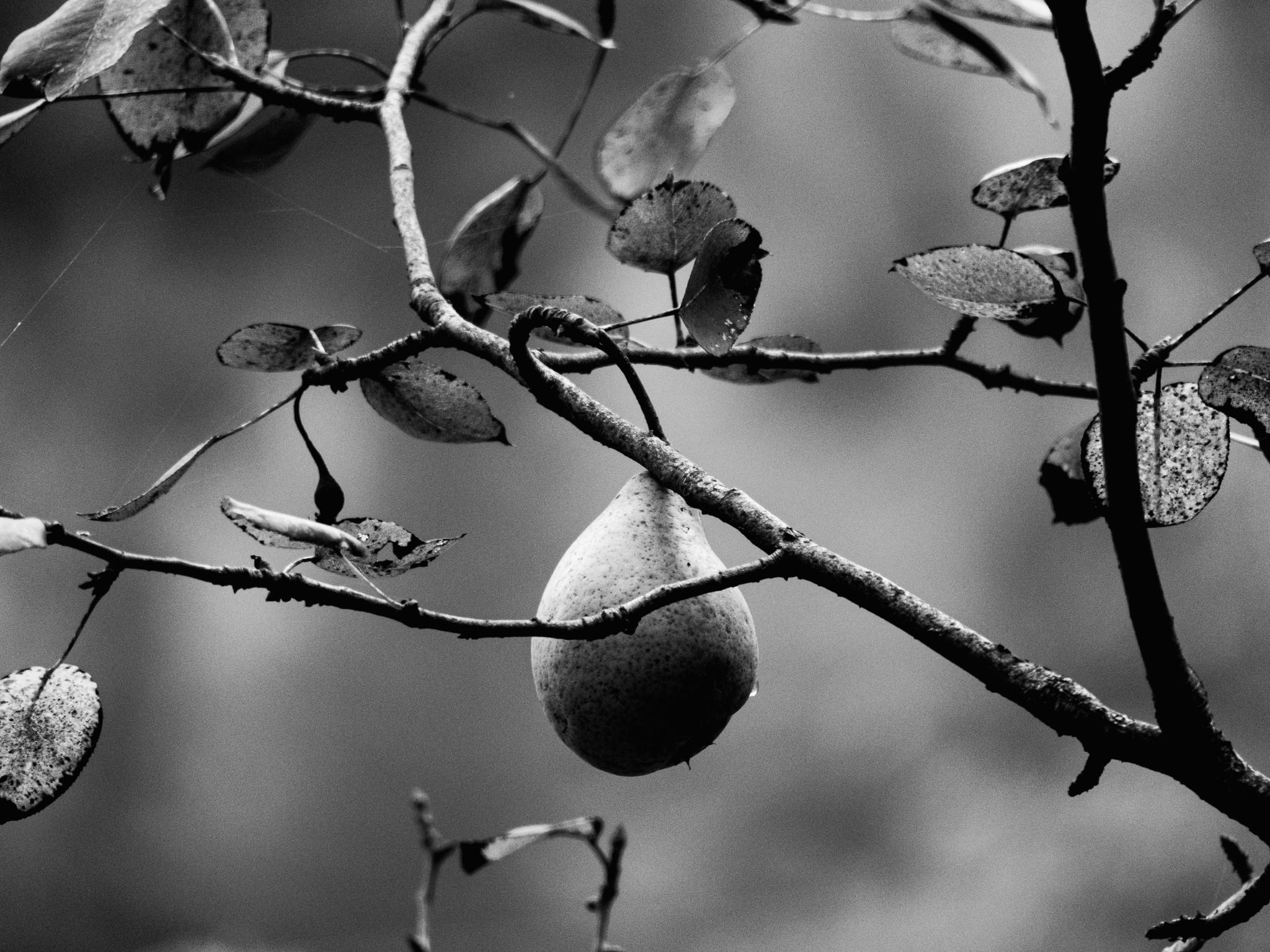 Countercurrent Pear