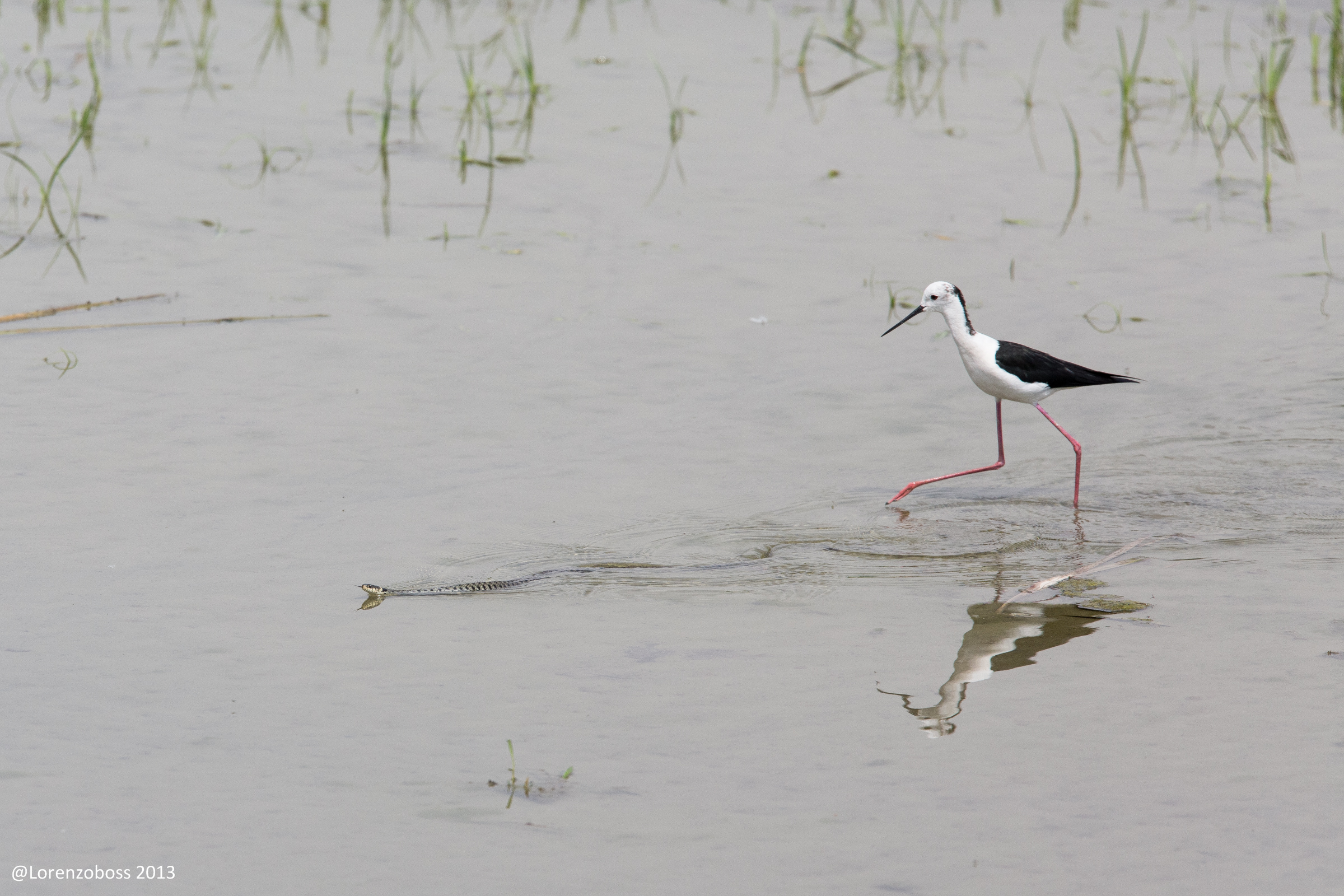 Cavalliere e serpente