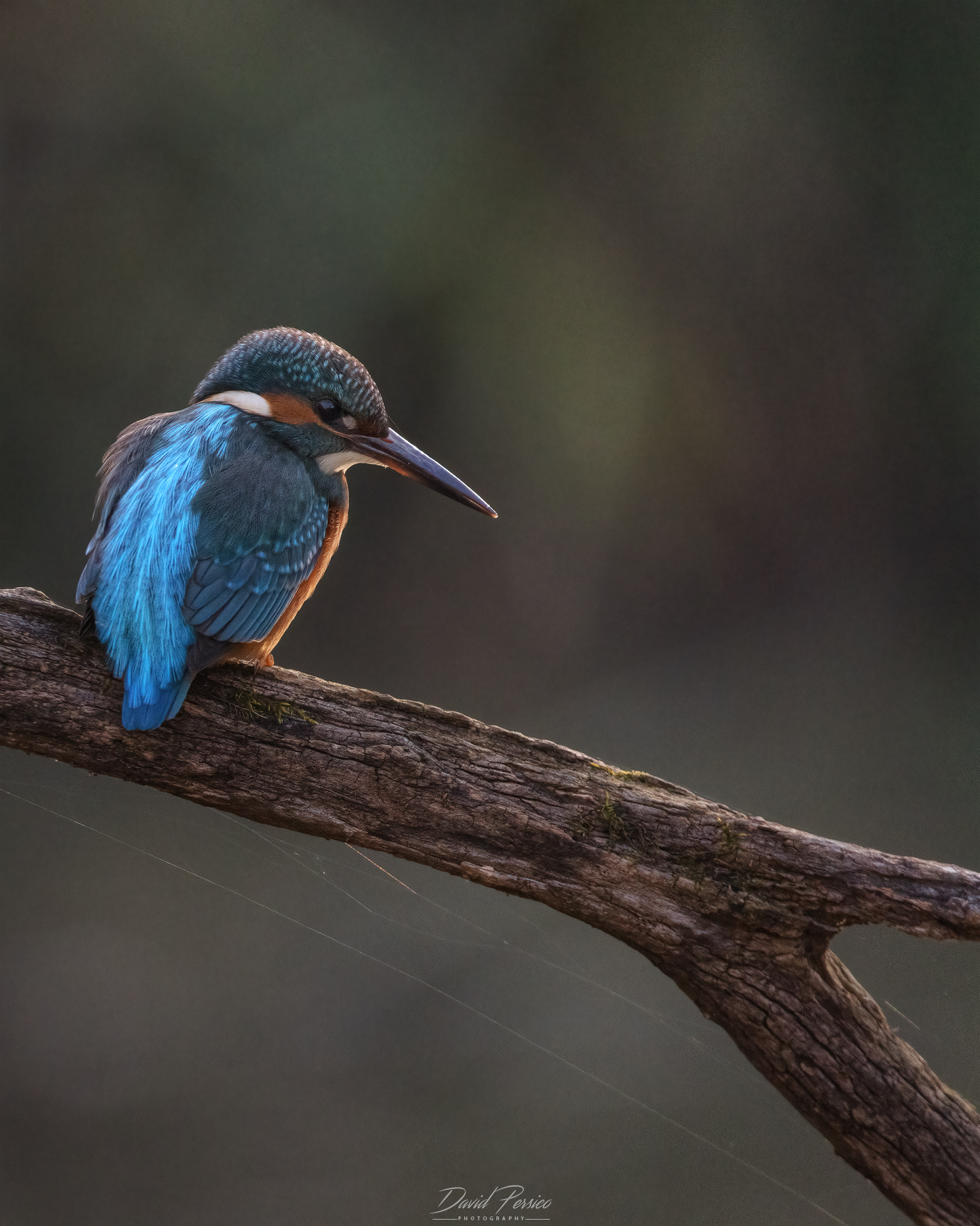 Kingfisher