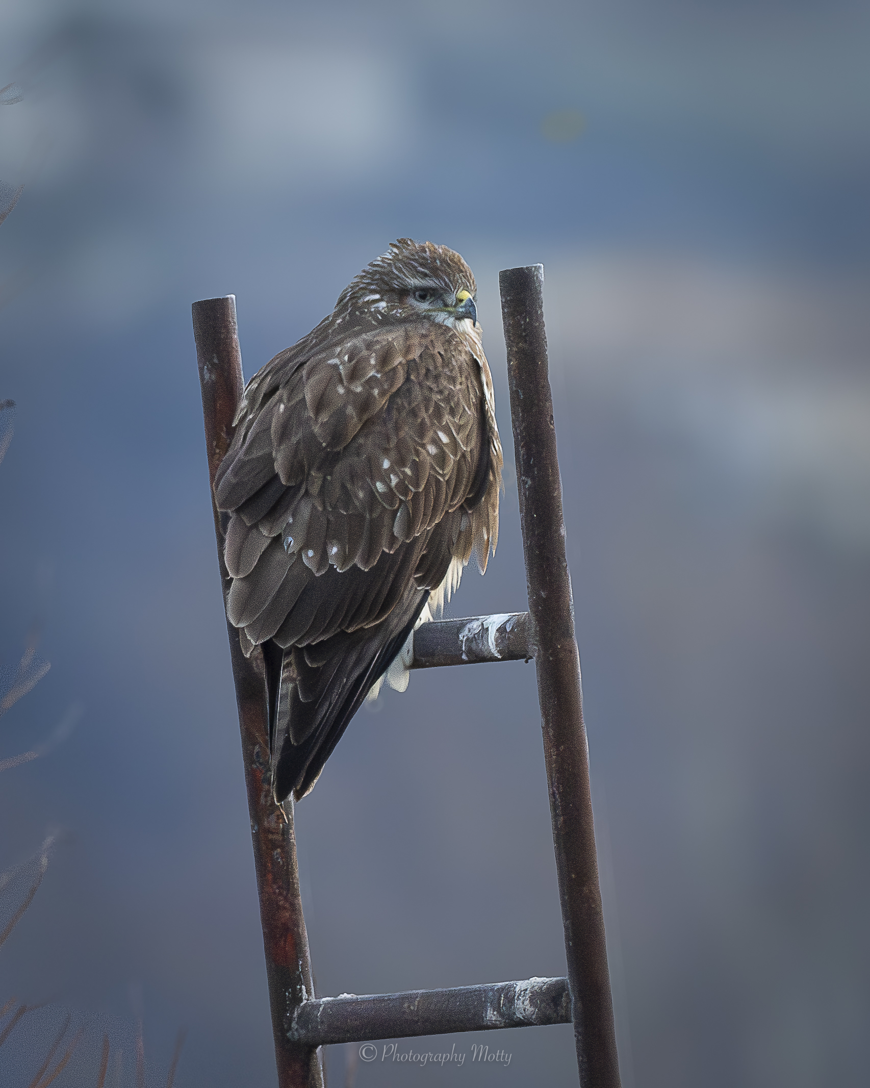 In attesa della preda