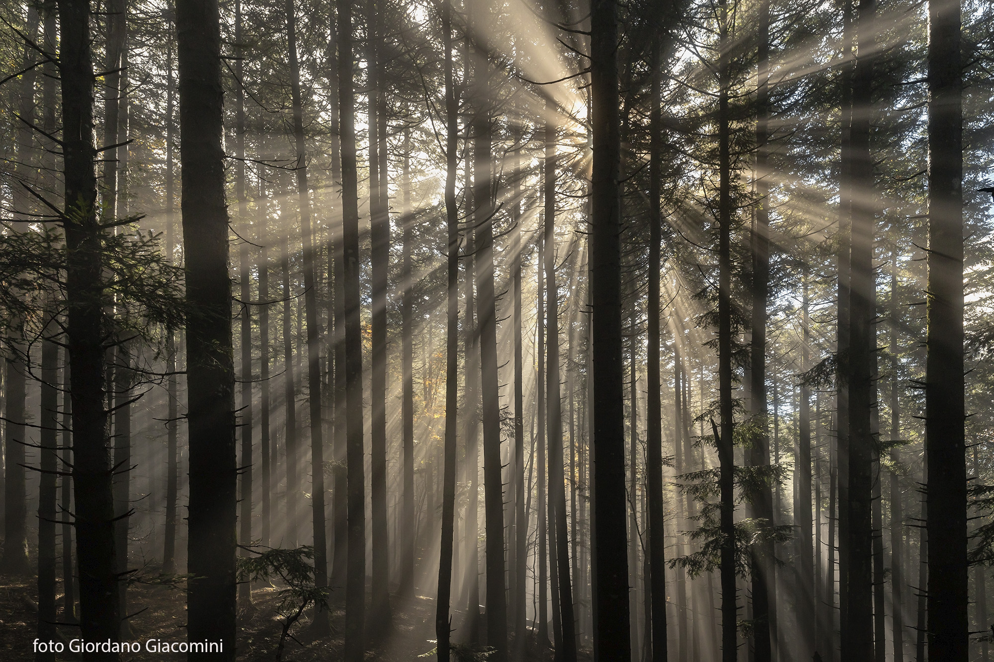 Sole e nebbia in  Foresta