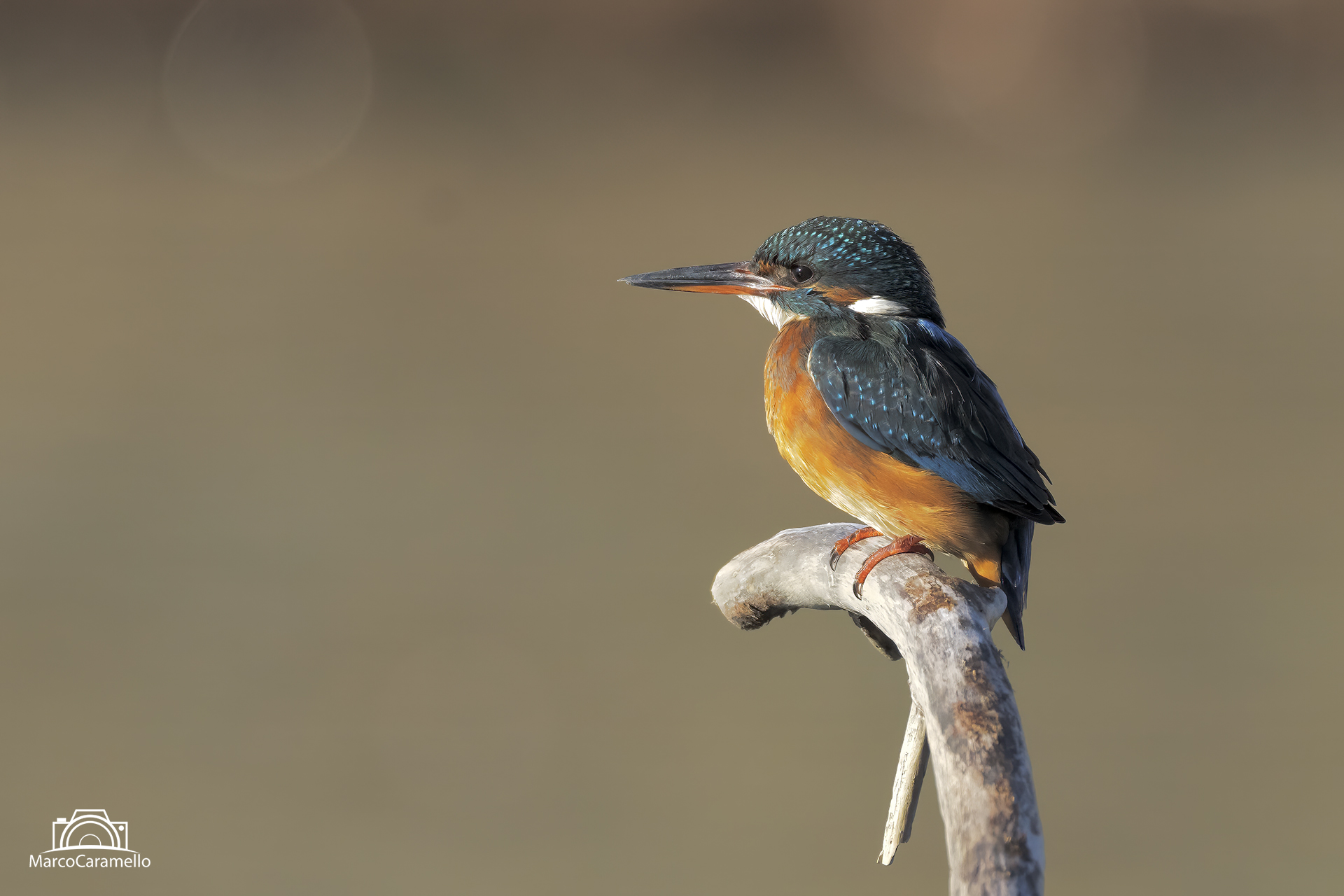 Kingfisher