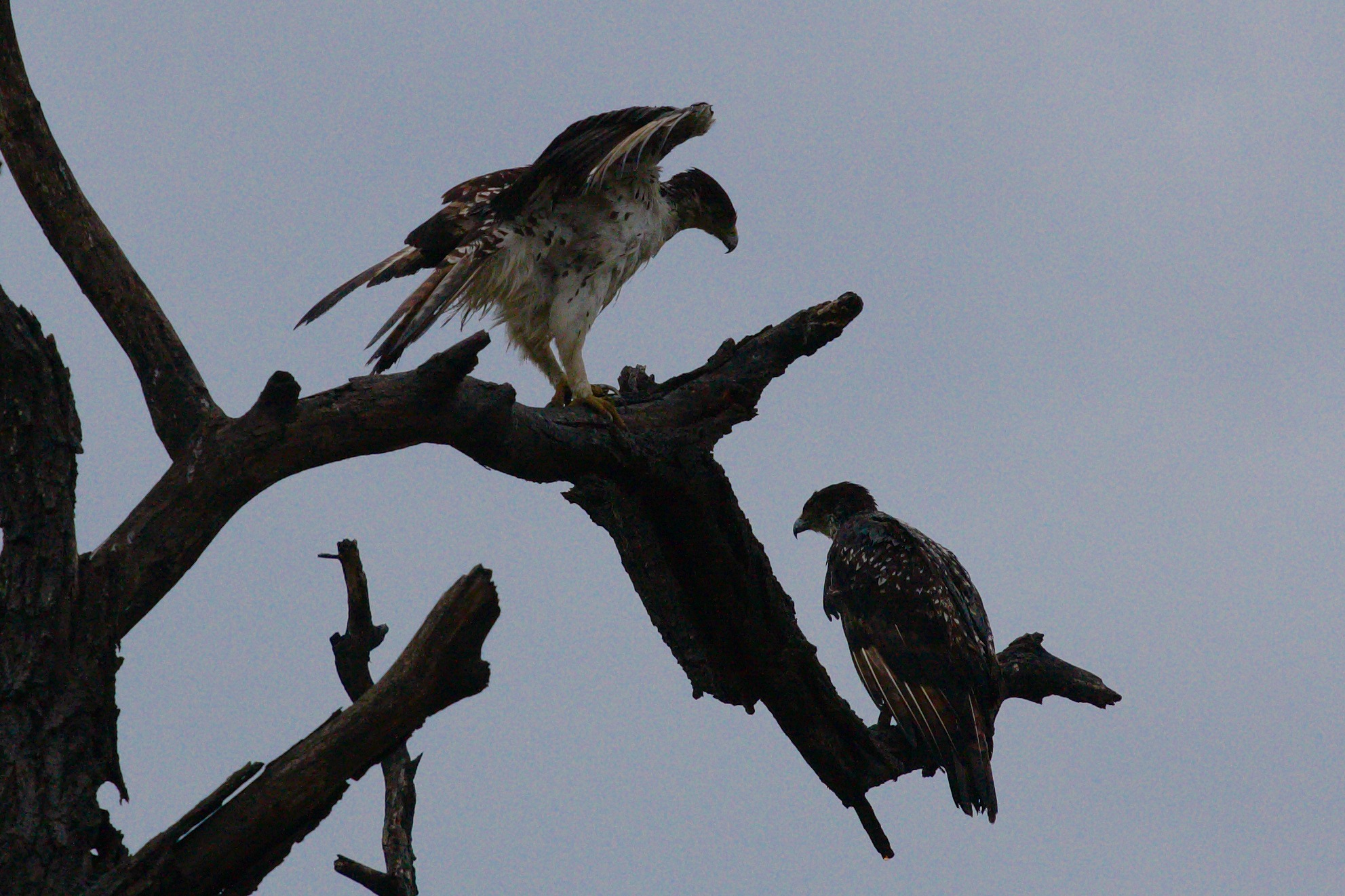 Hawks pair