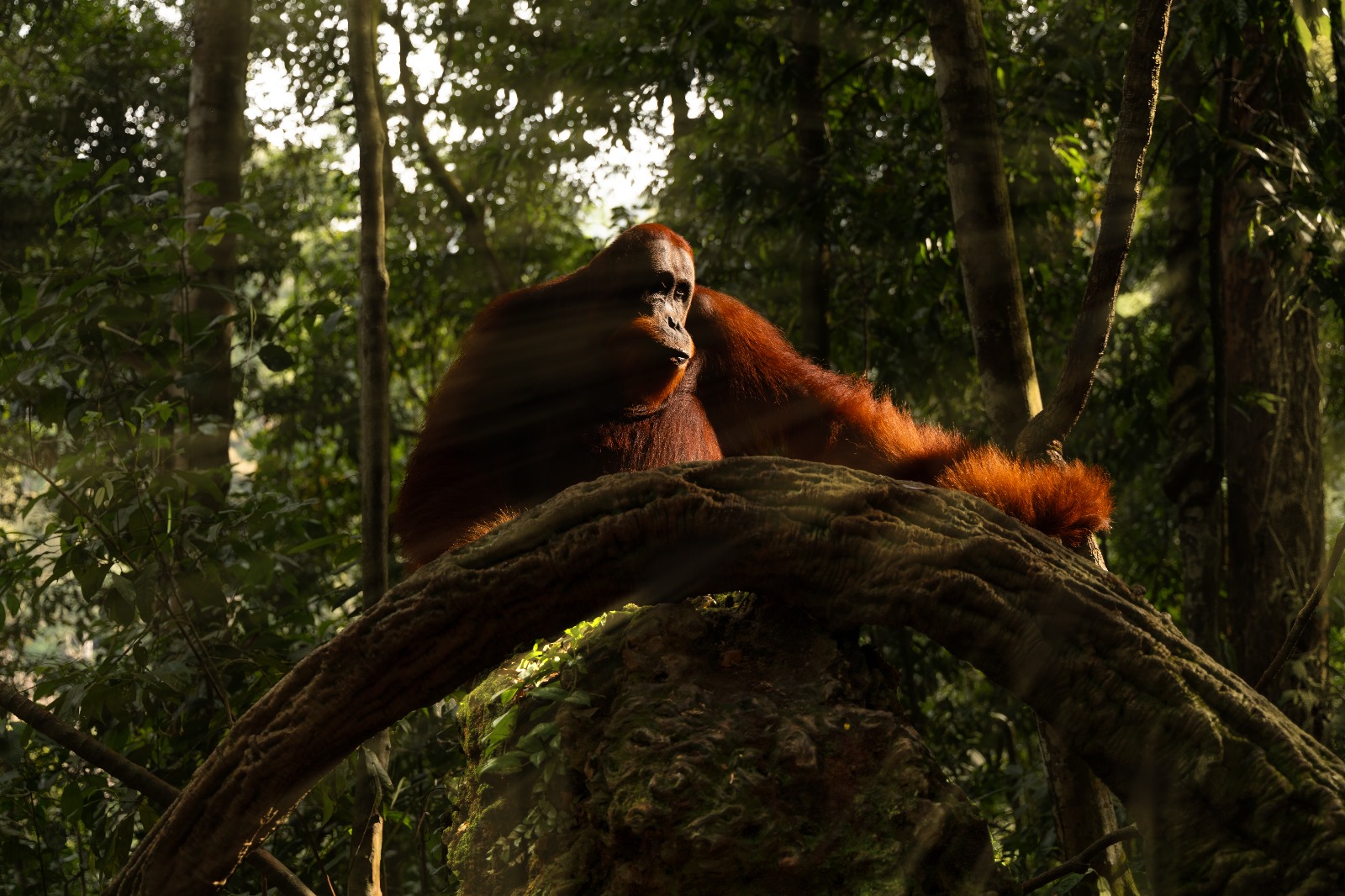 Male orangutan